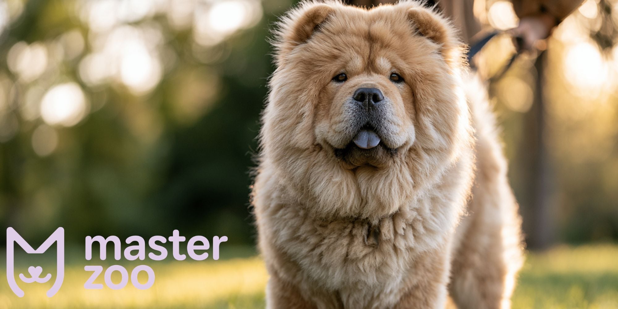 характер і особливості утримання Чау-чау | MasterZoo