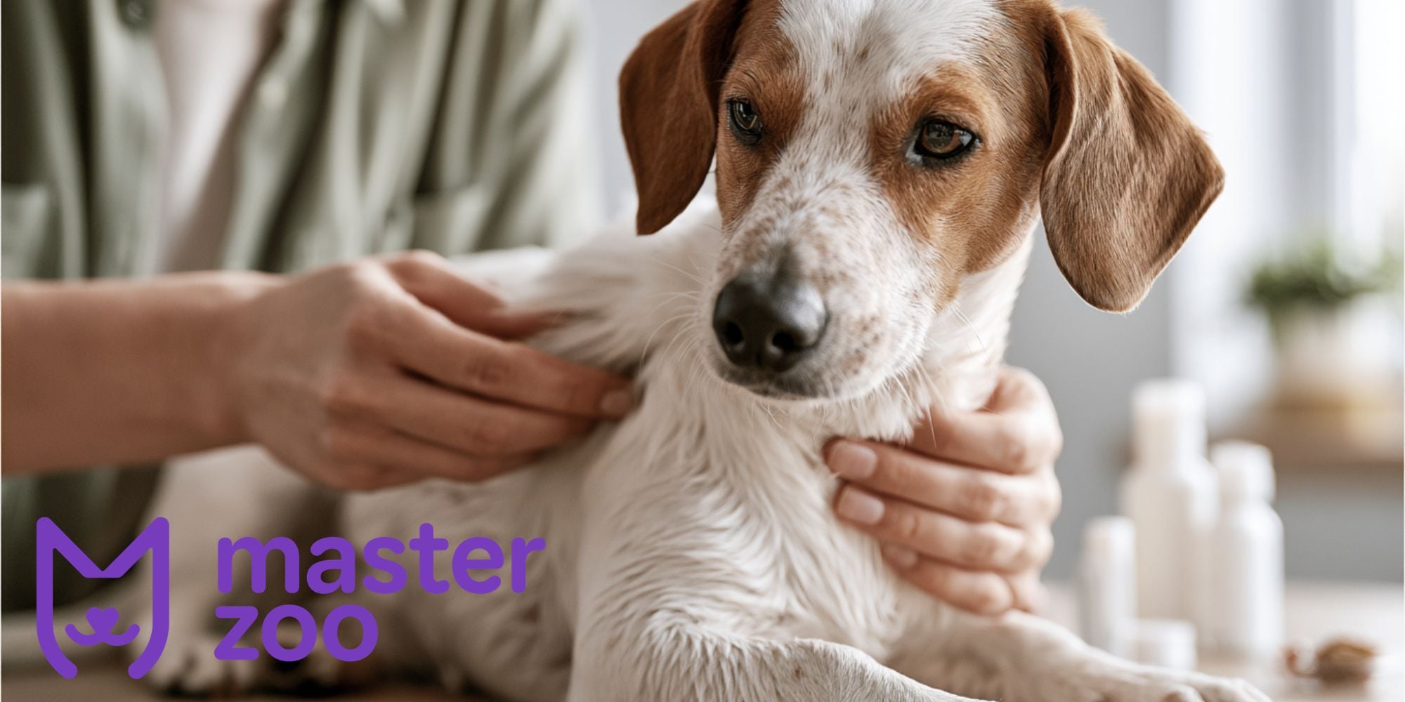 помощь собаке при чесотке | MasterZoo