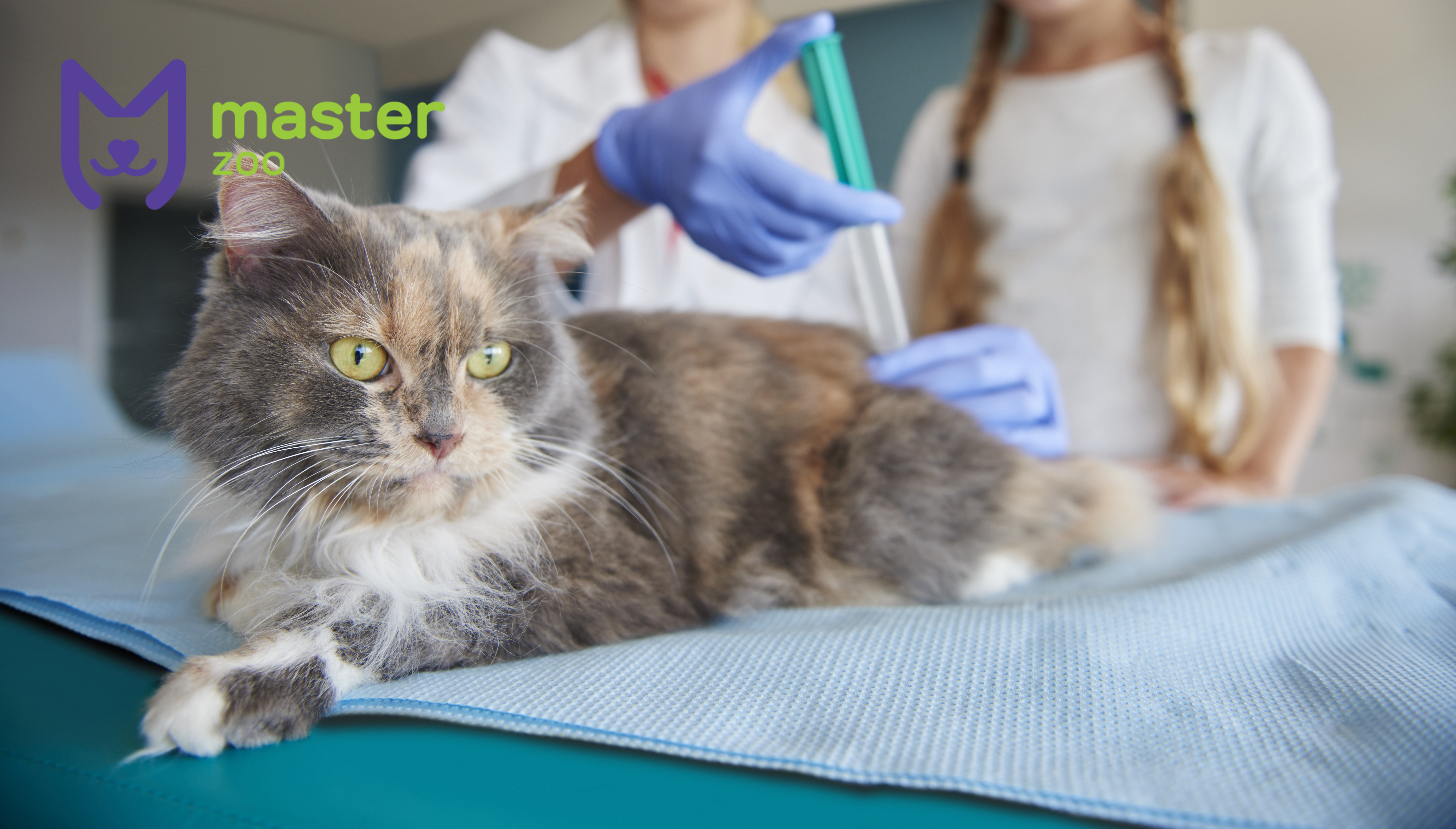 укол для кота у ветеринара | Зоомагазин MasterZoo