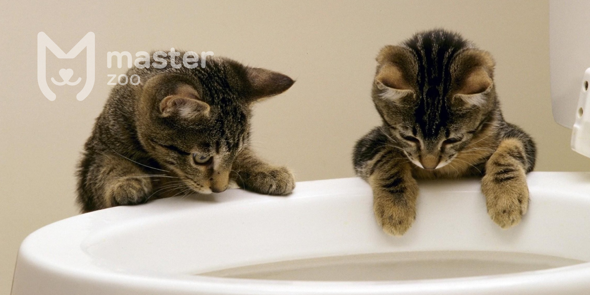 Коты у туалета | Зоомагазин MasterZoo