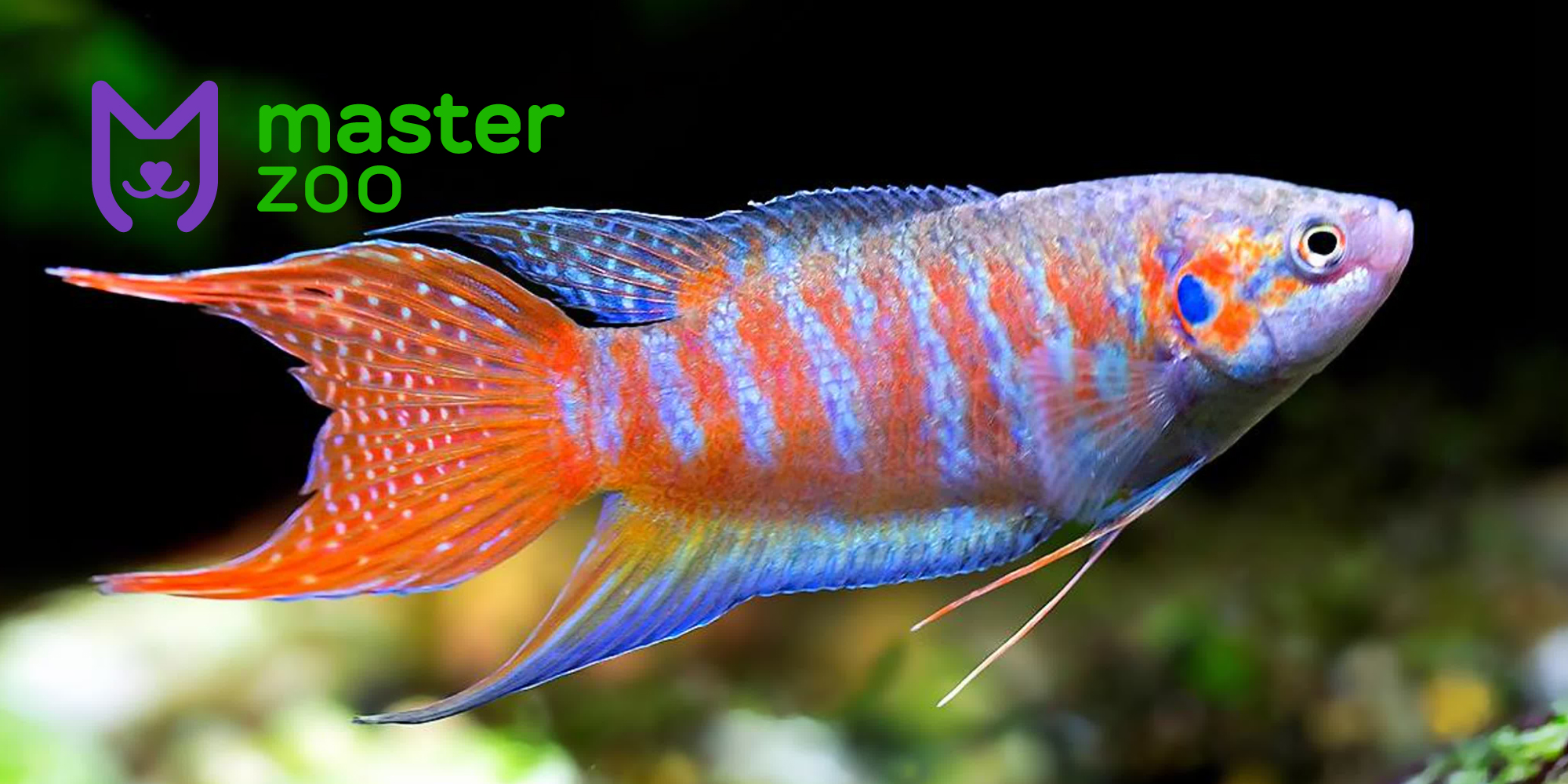 Какие рыбки могут жить без фильтра и кислорода - Зоомагазин MasterZoo