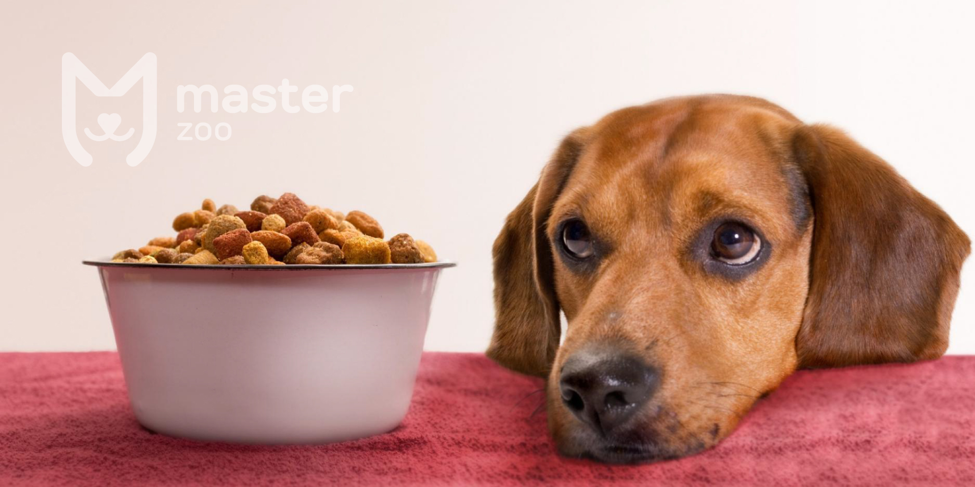 Собака не ест | Зоомагазин MasterZoo