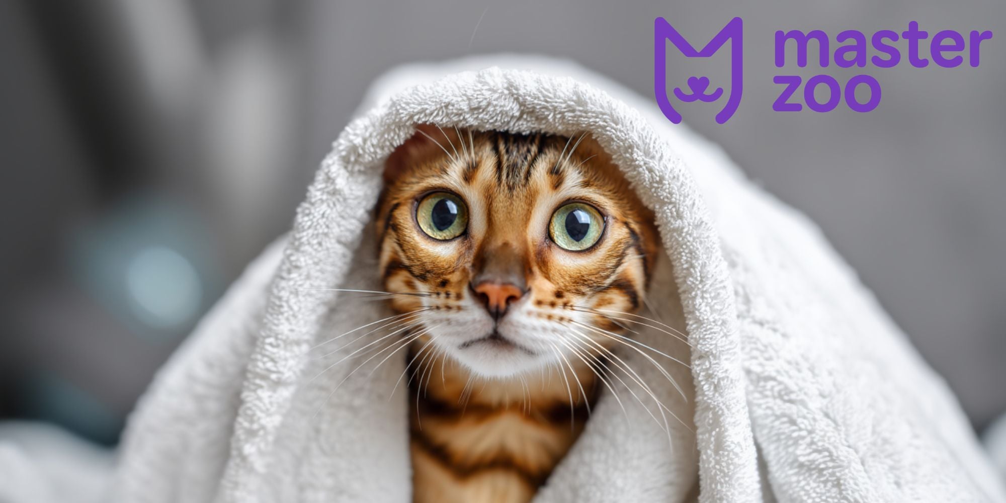 протипоказання купання кота | MasterZoo