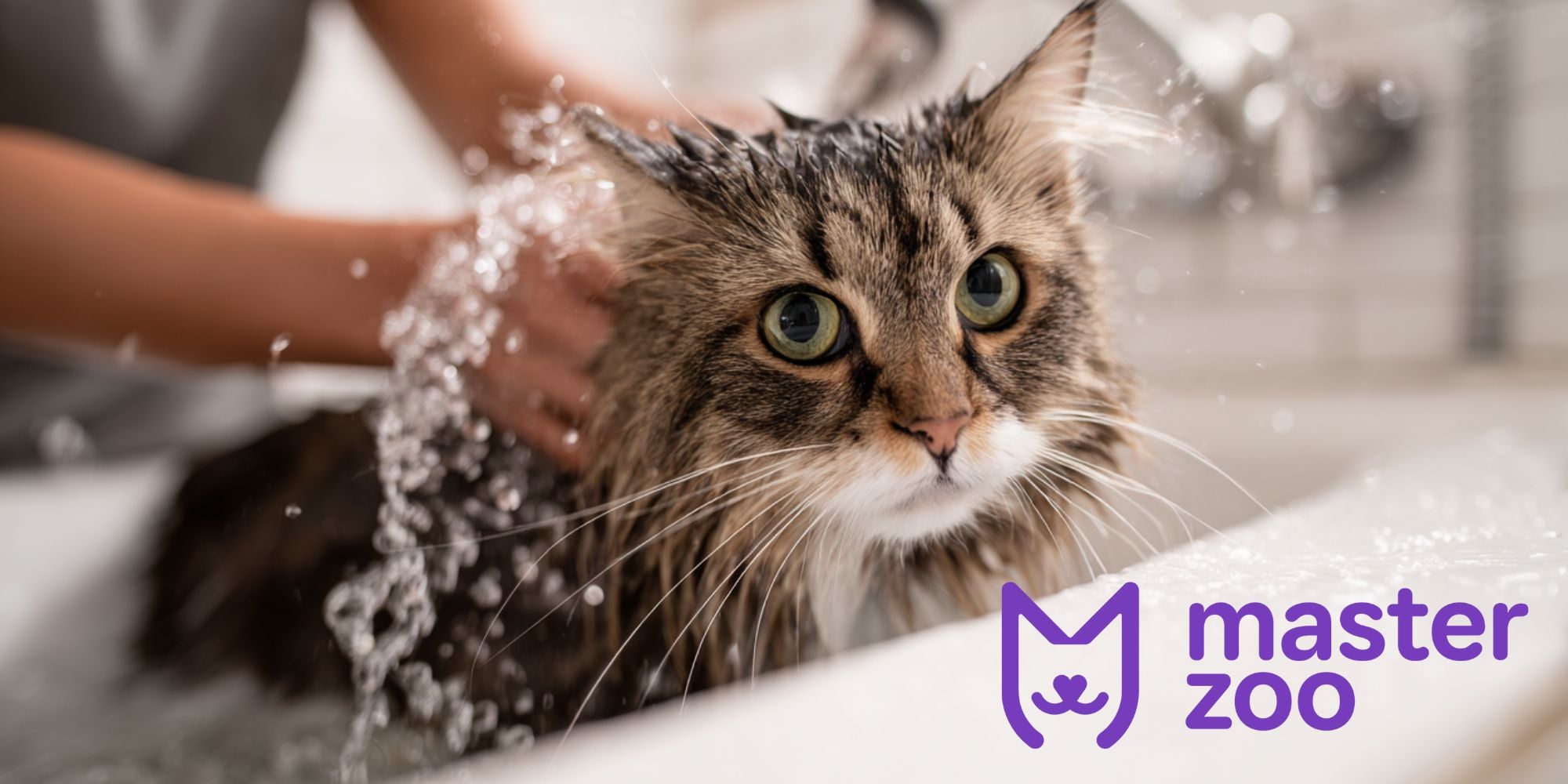 особливосты миття кота | MasterZoo