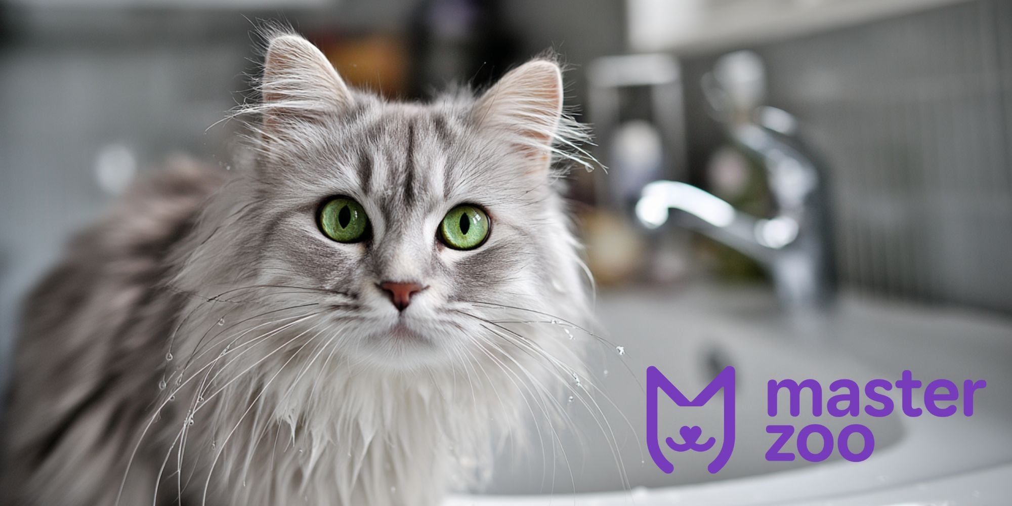 як купати кота | MasterZoo