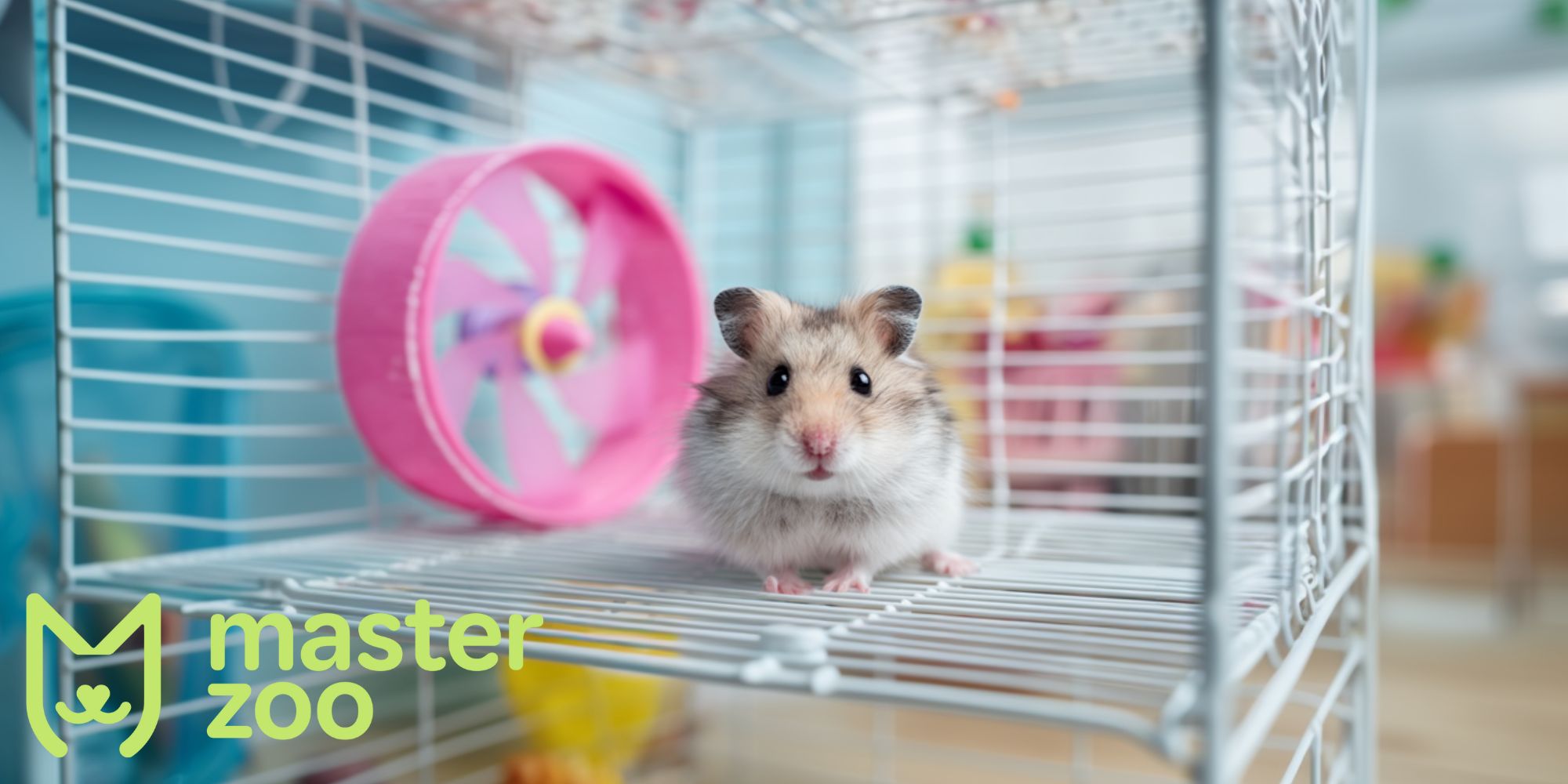 как выбрать клетку с учетом вида грызуна | MasterZoo