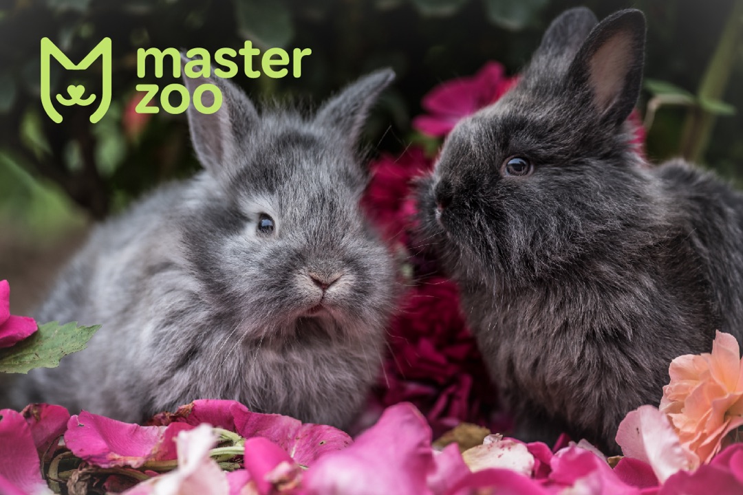 Карликовий кролик | Зоомагазин MasterZoo