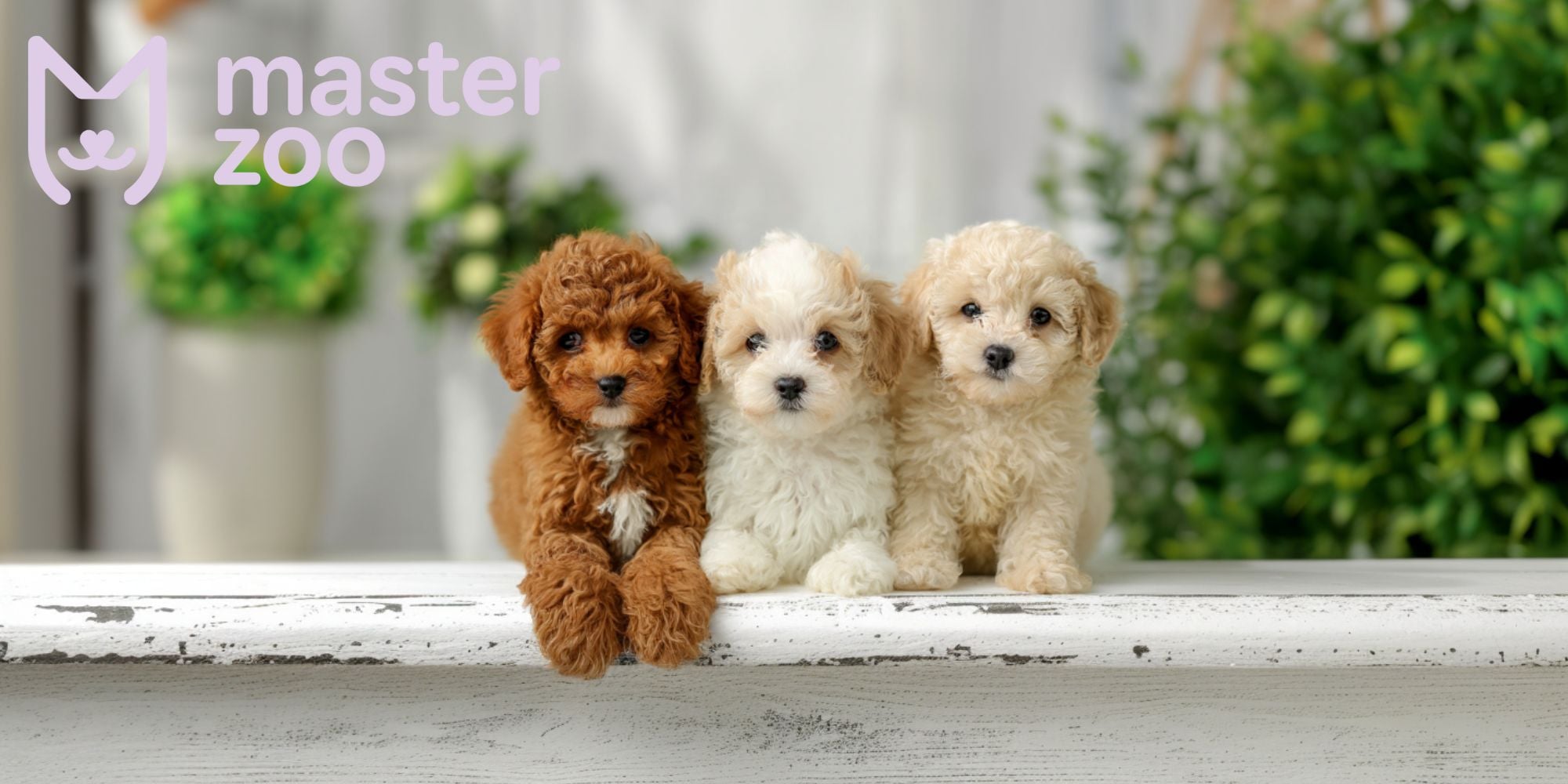 кавапу |  MasterZoo