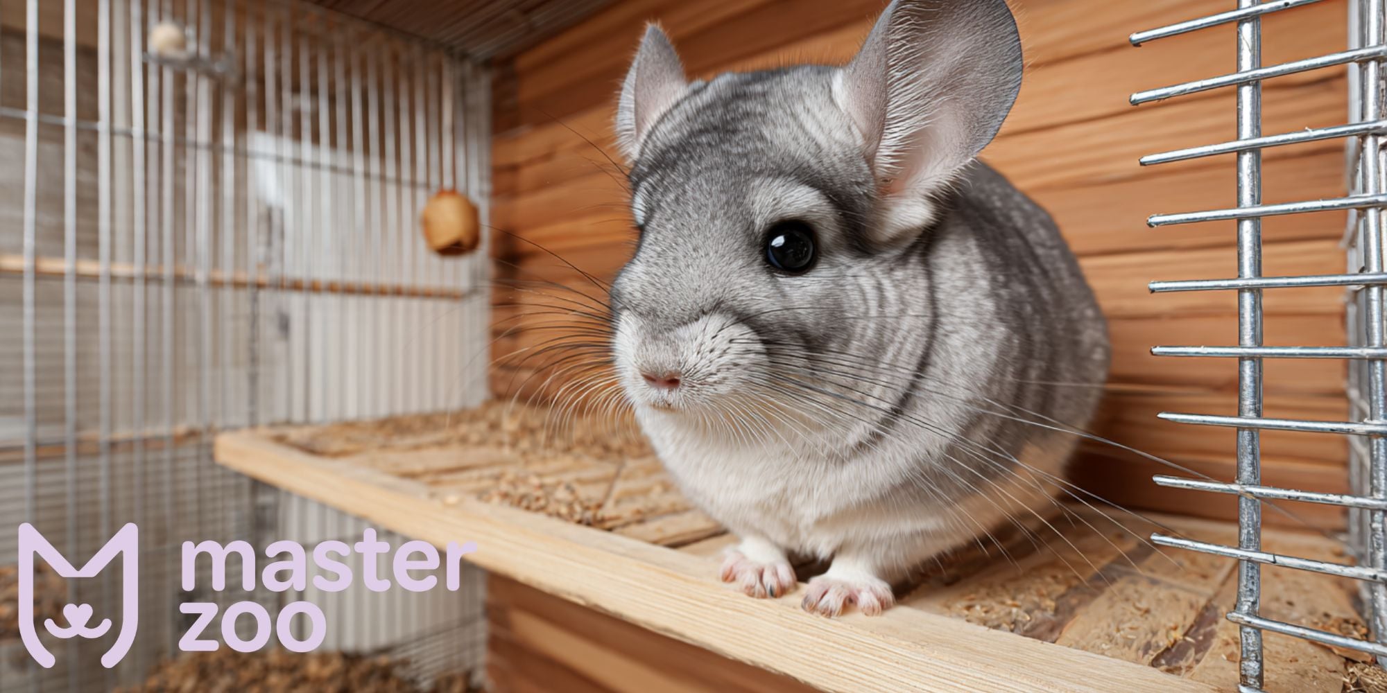 де краще розмістити клітку для шиншили | MasterZoo