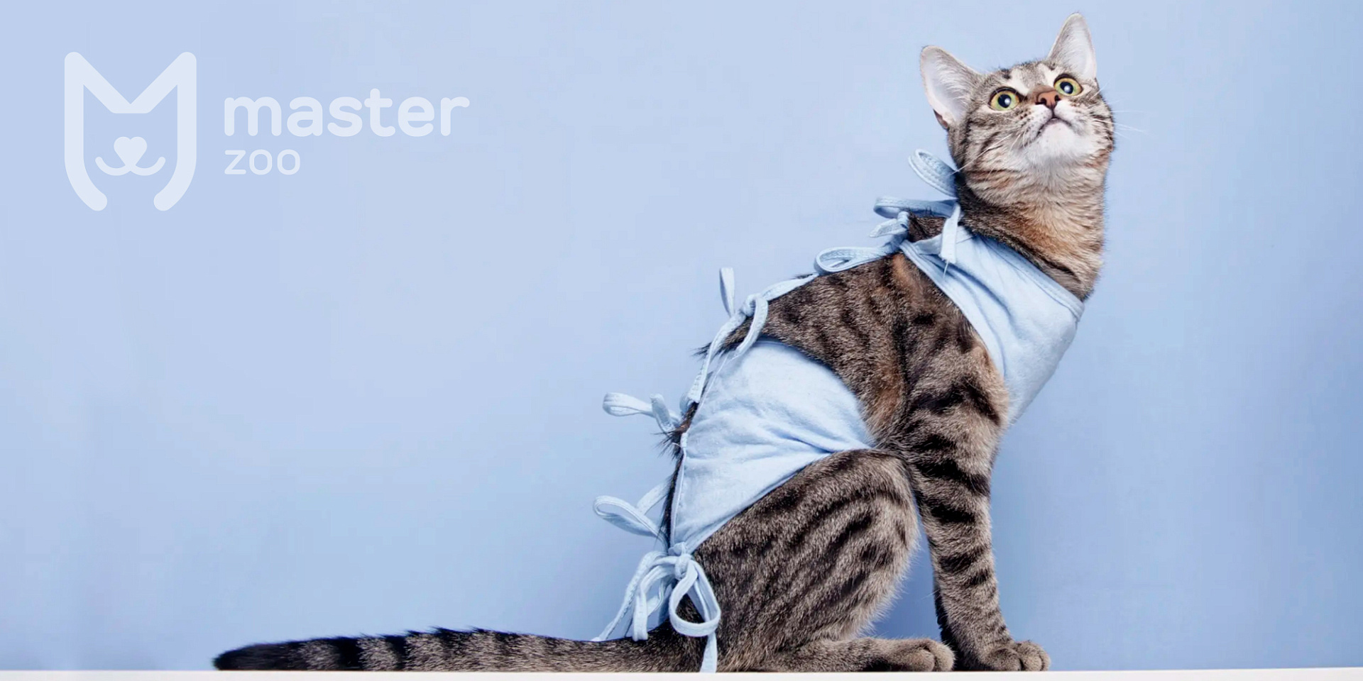 Кошка после операции | Зоомагазин MasterZoo