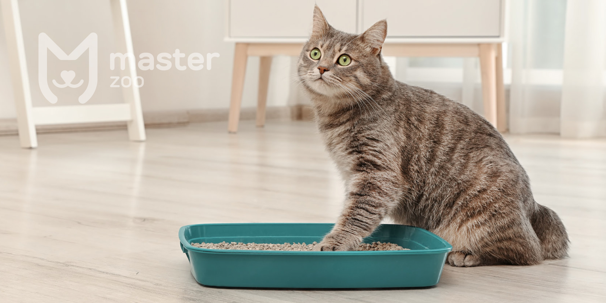 Кот и лоток для котов | Зоомагазин MasterZoo