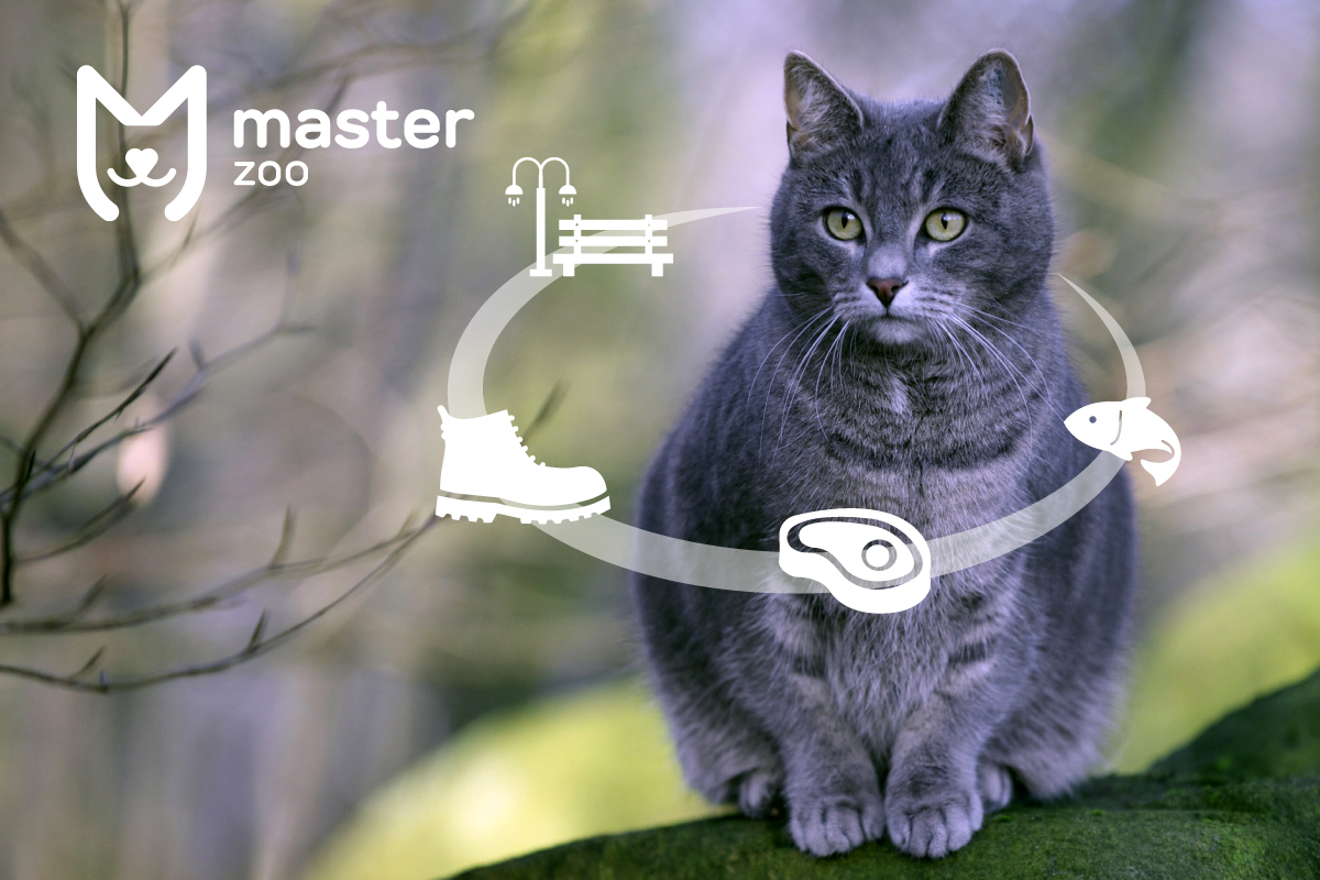 Глисты у кота | Зоомагазин MasterZoo