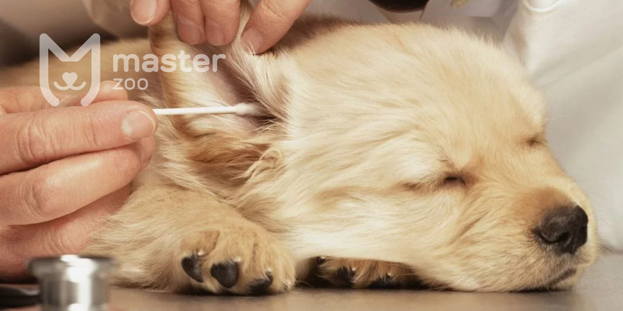 Как избавить собаку от ушного клеща: лечение и профилактика