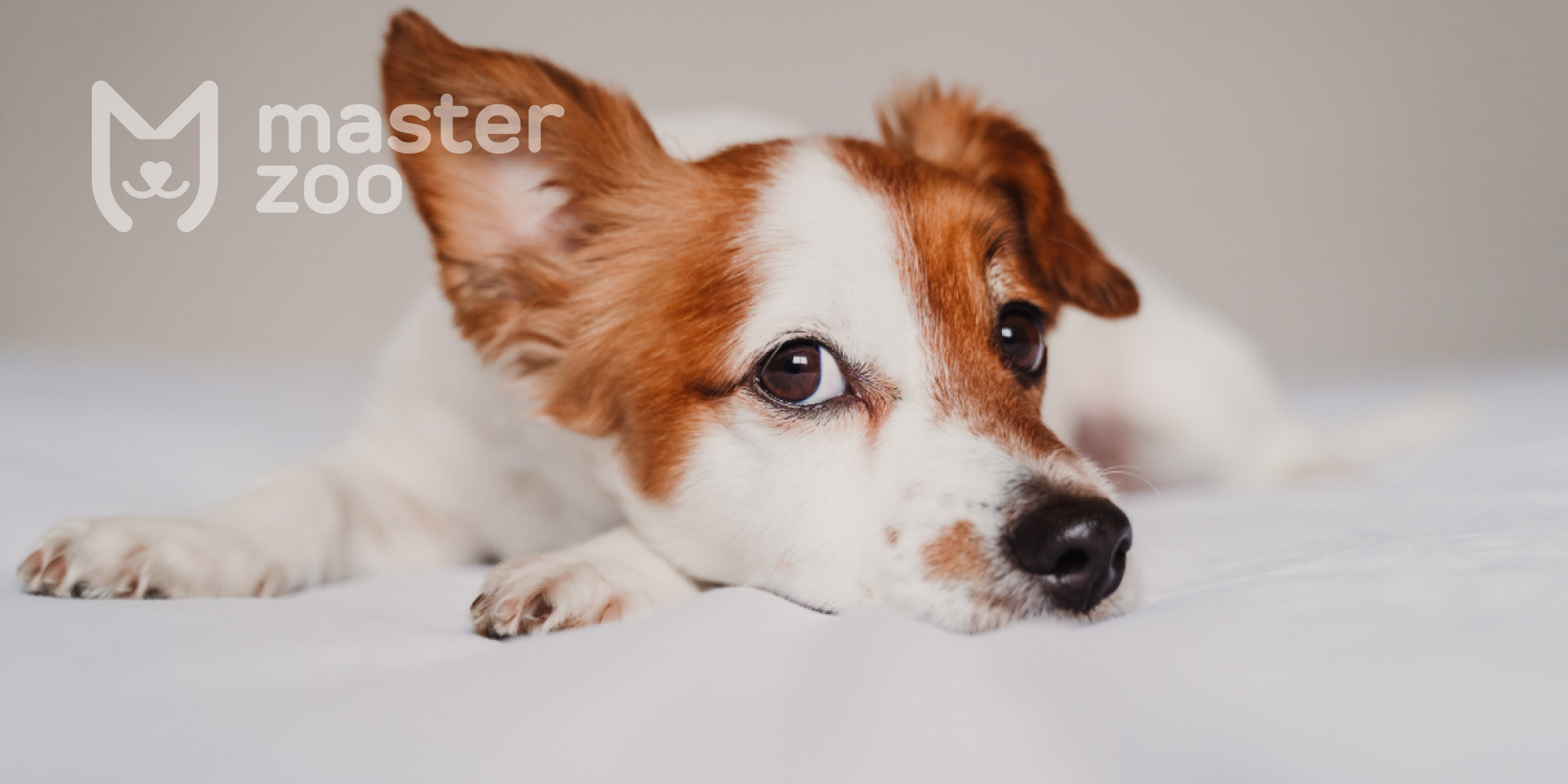 Чем и как лечить собаку от простуды в домашних условиях | Блог ветклиники 