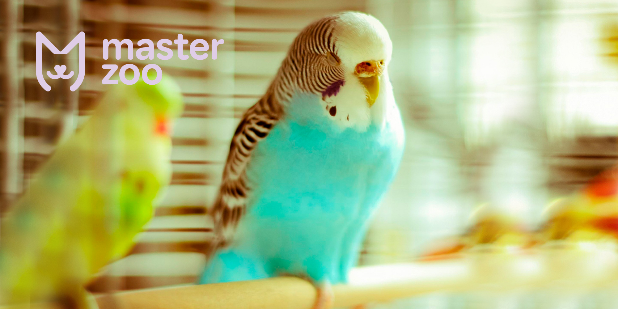Волнистые попугаи | Зоомагазин MasterZoo