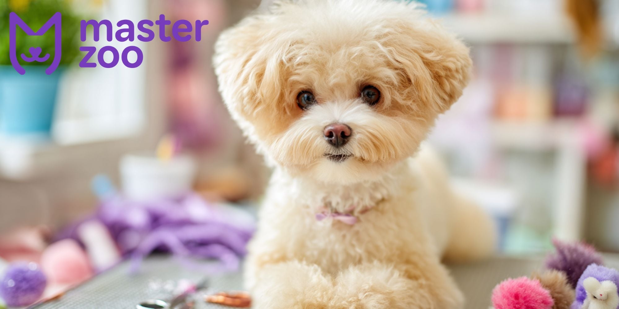 як доглядати за шерстю мальтіпу | MasterZoo