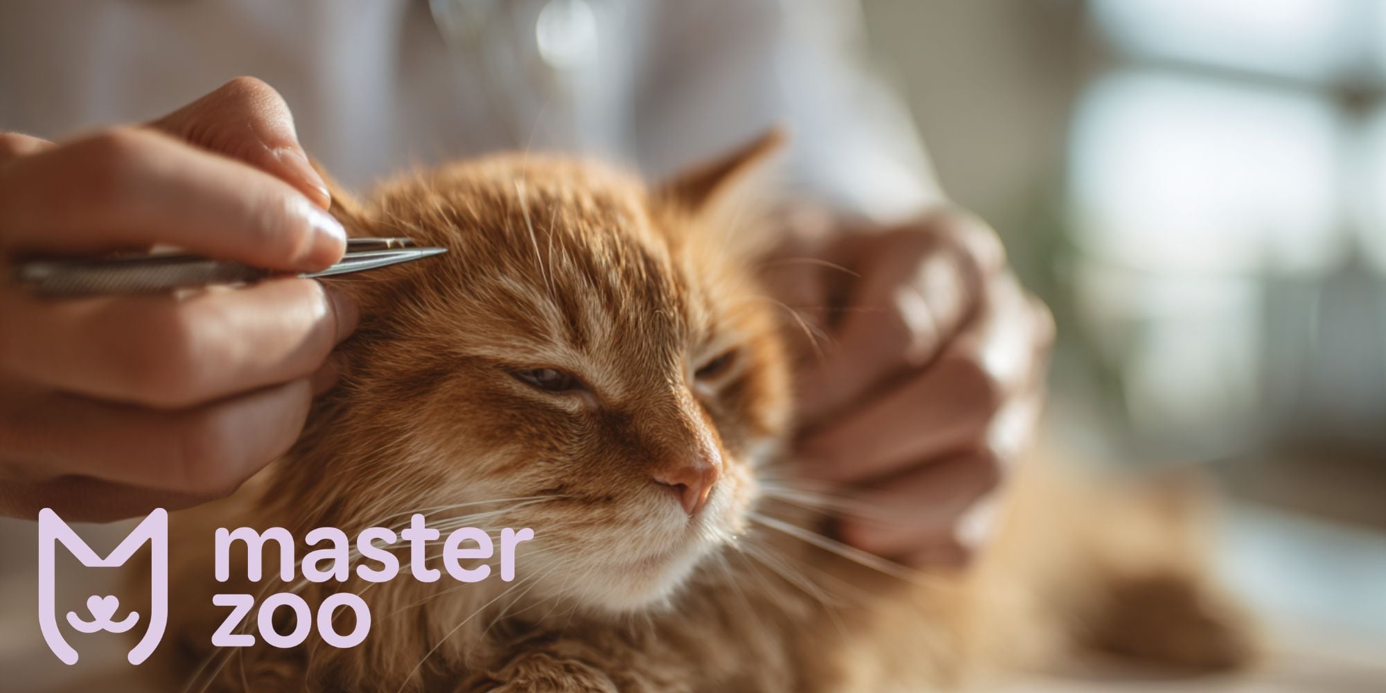 як витягти кліща у кота | MasterZoo