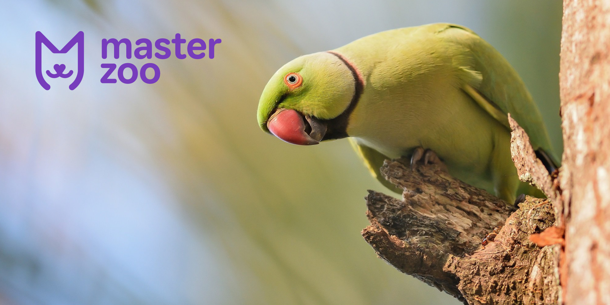 Ожереловый попугай: особенности содержания и ухода | Зоомагазин MasterZoo