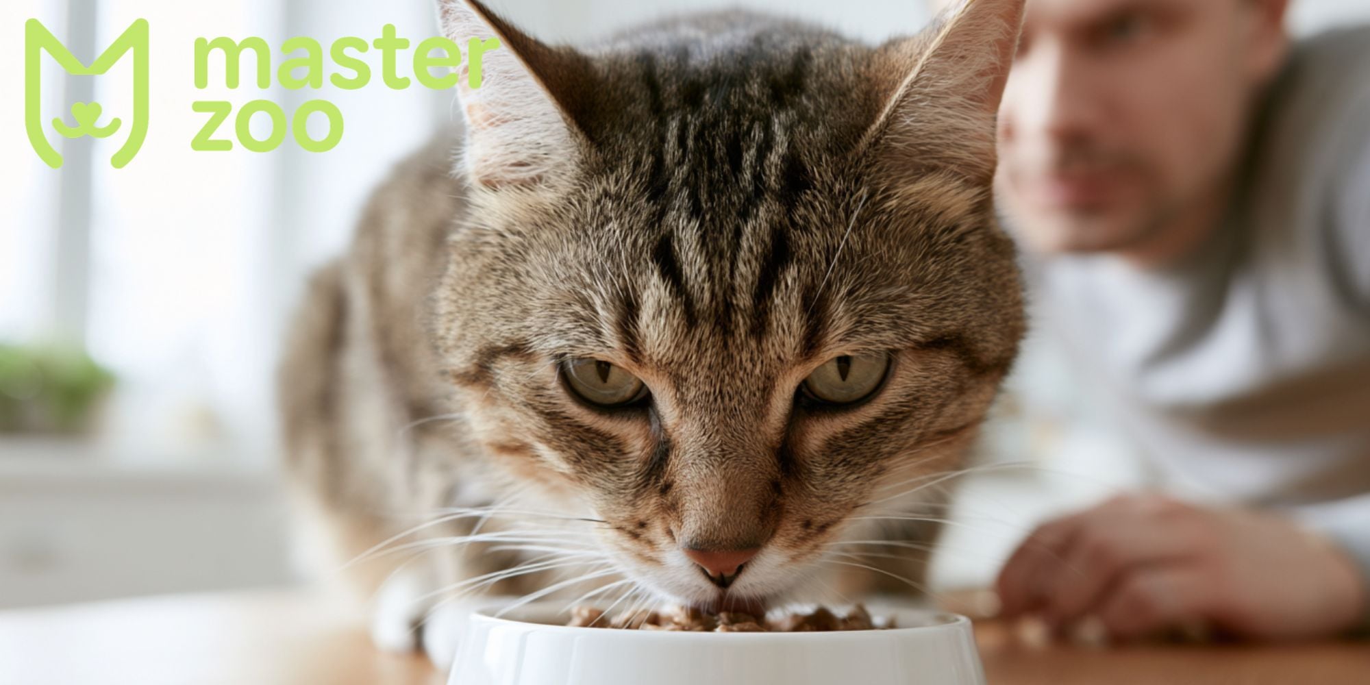 основні причини нежиті у кота | MasterZoo