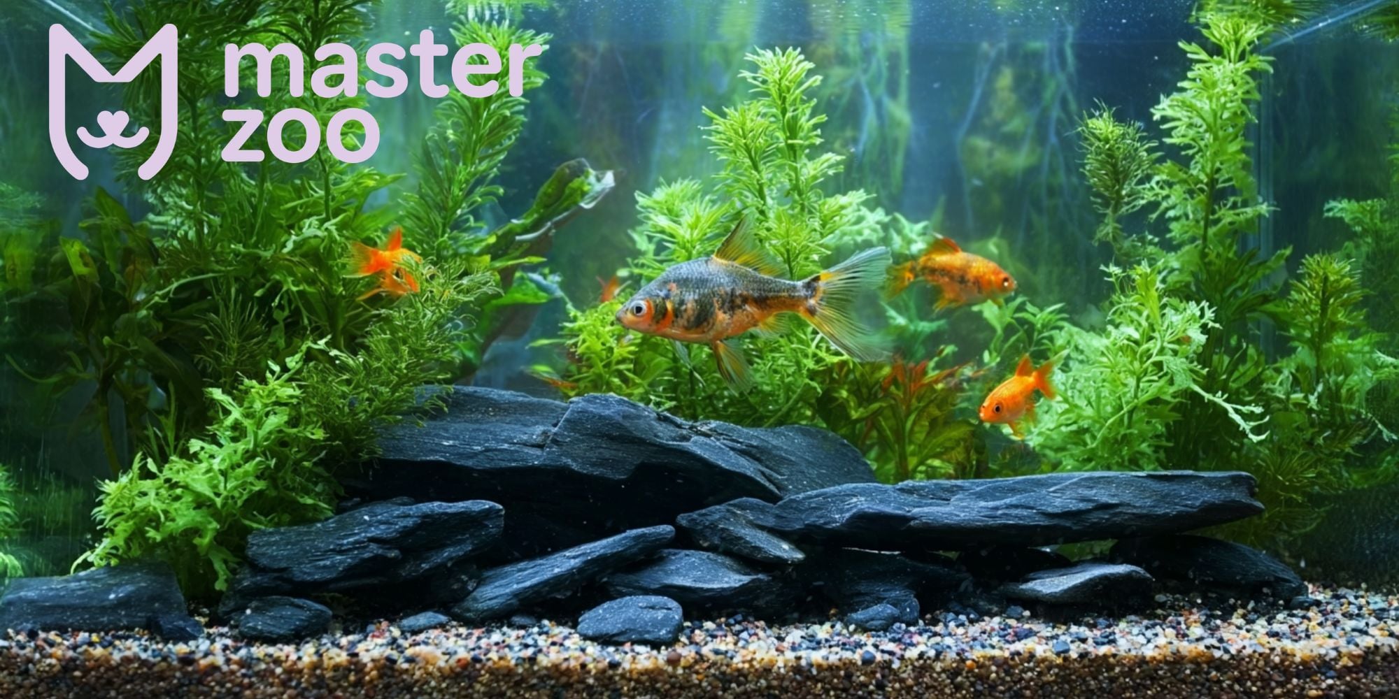 вибір акваріуму | MasterZoo