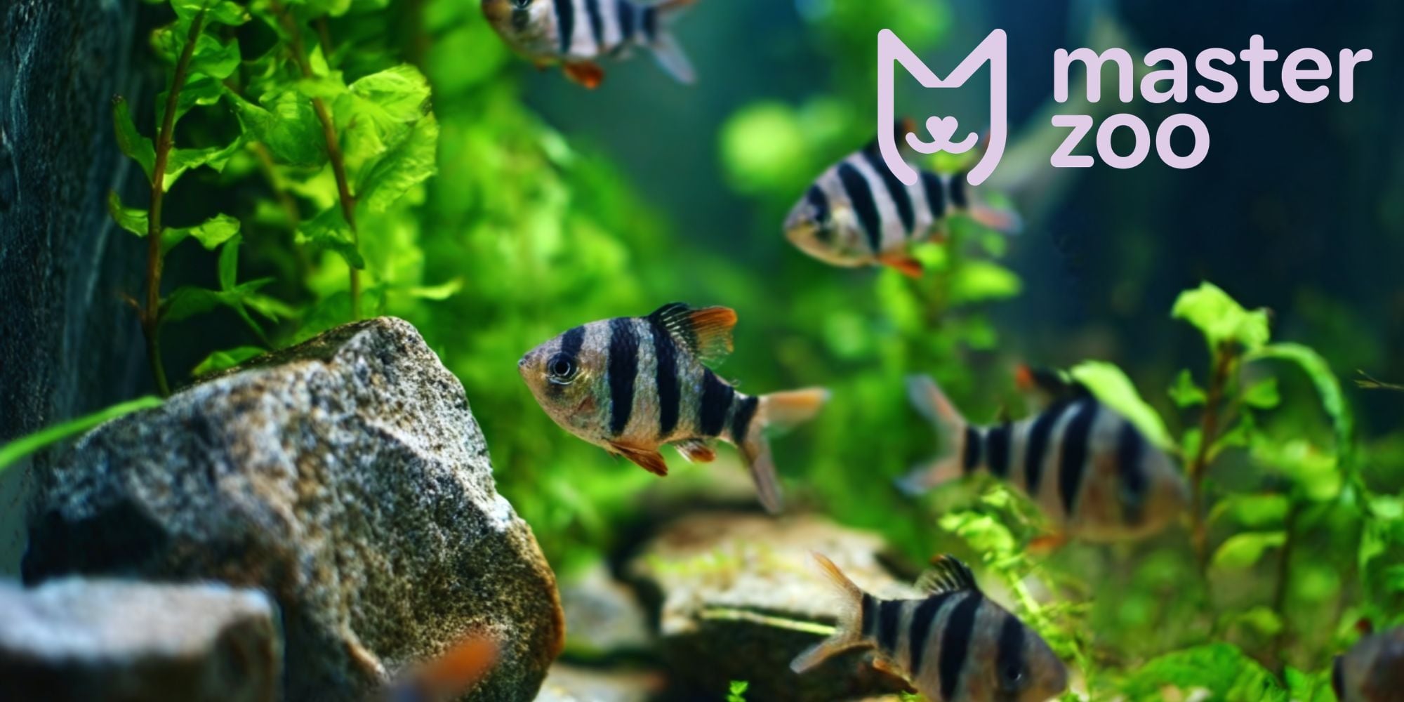 обладнання для акваріуму | MasterZoo