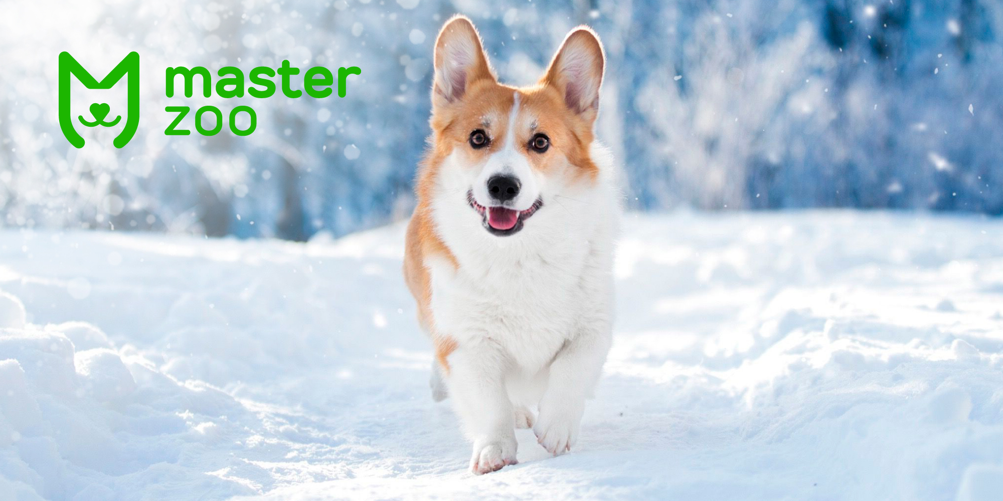 Догляд за лапами собаки в зимку | Зоомагазин MasterZoo