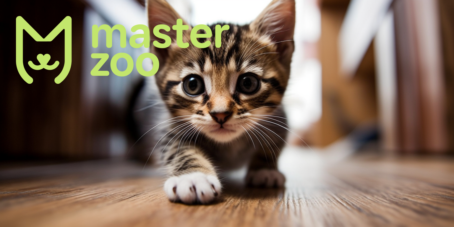 Чем отличается корм для котят от корма для взрослых кошек? ᐈ Зоомагазин  MasterZoo