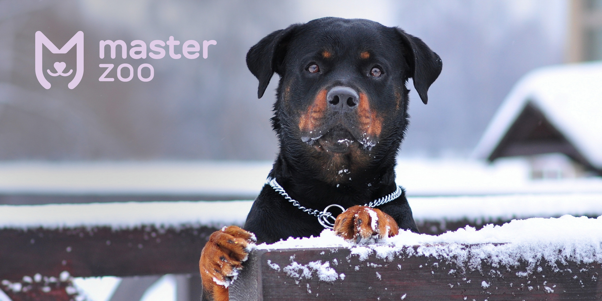 Як підібрати харчування для собаки в зимку | Зоомагазин MasterZoo
