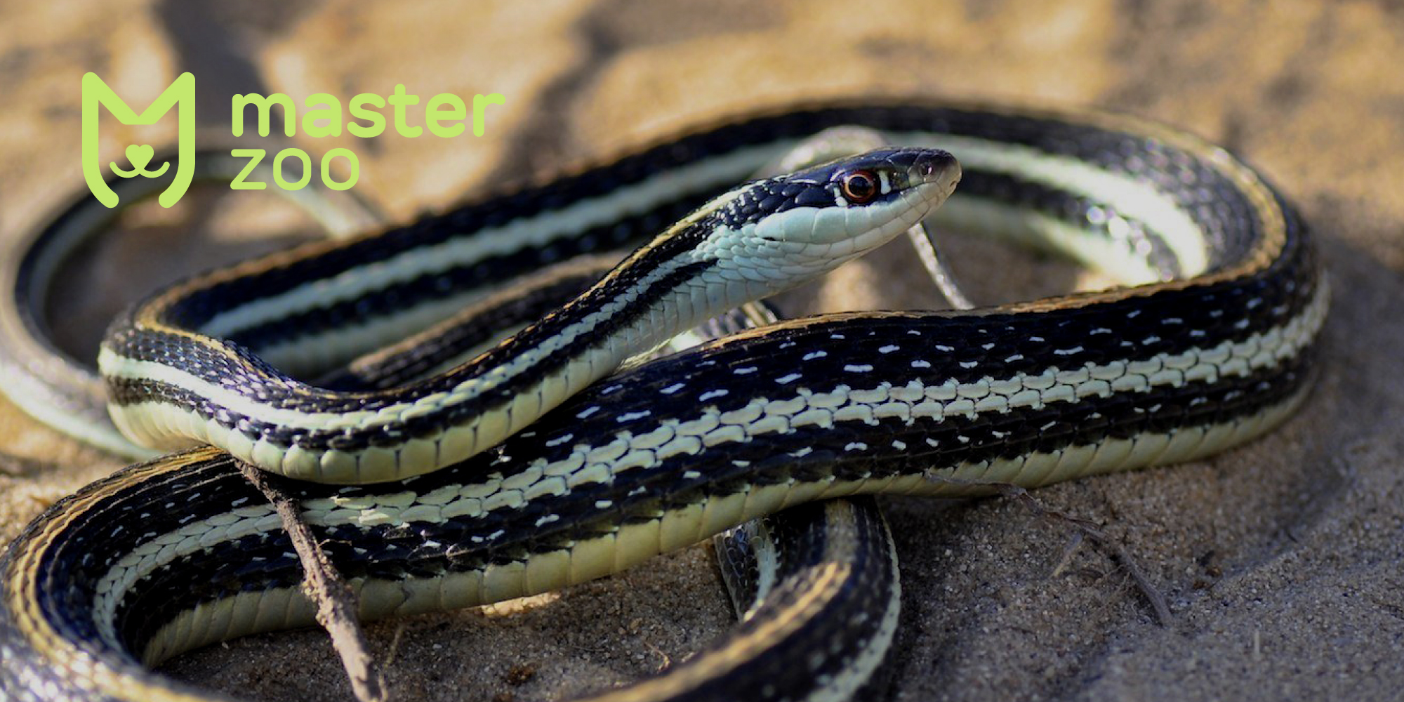 Східна підвязкова змія | Зоомагазин MasterZoo