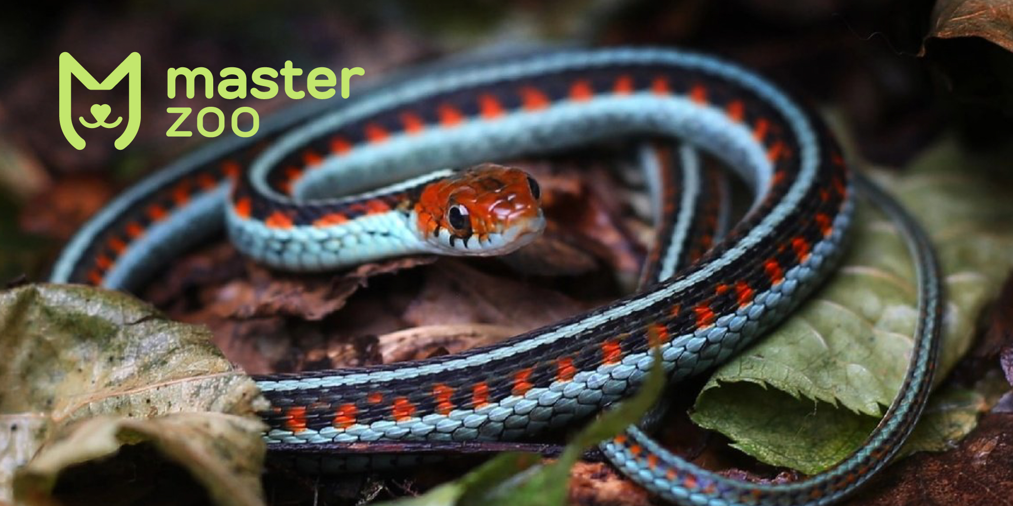 Підвязкова змія | Зоомагазин MasterZoo
