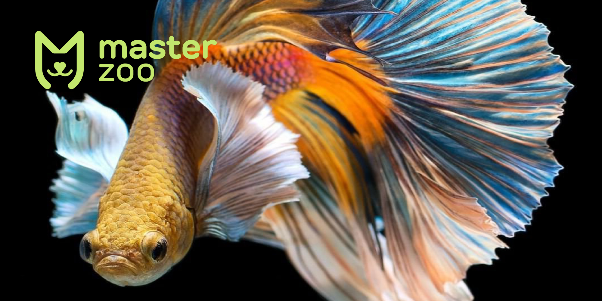 Рибки півники | Зоомагазин MasterZoo