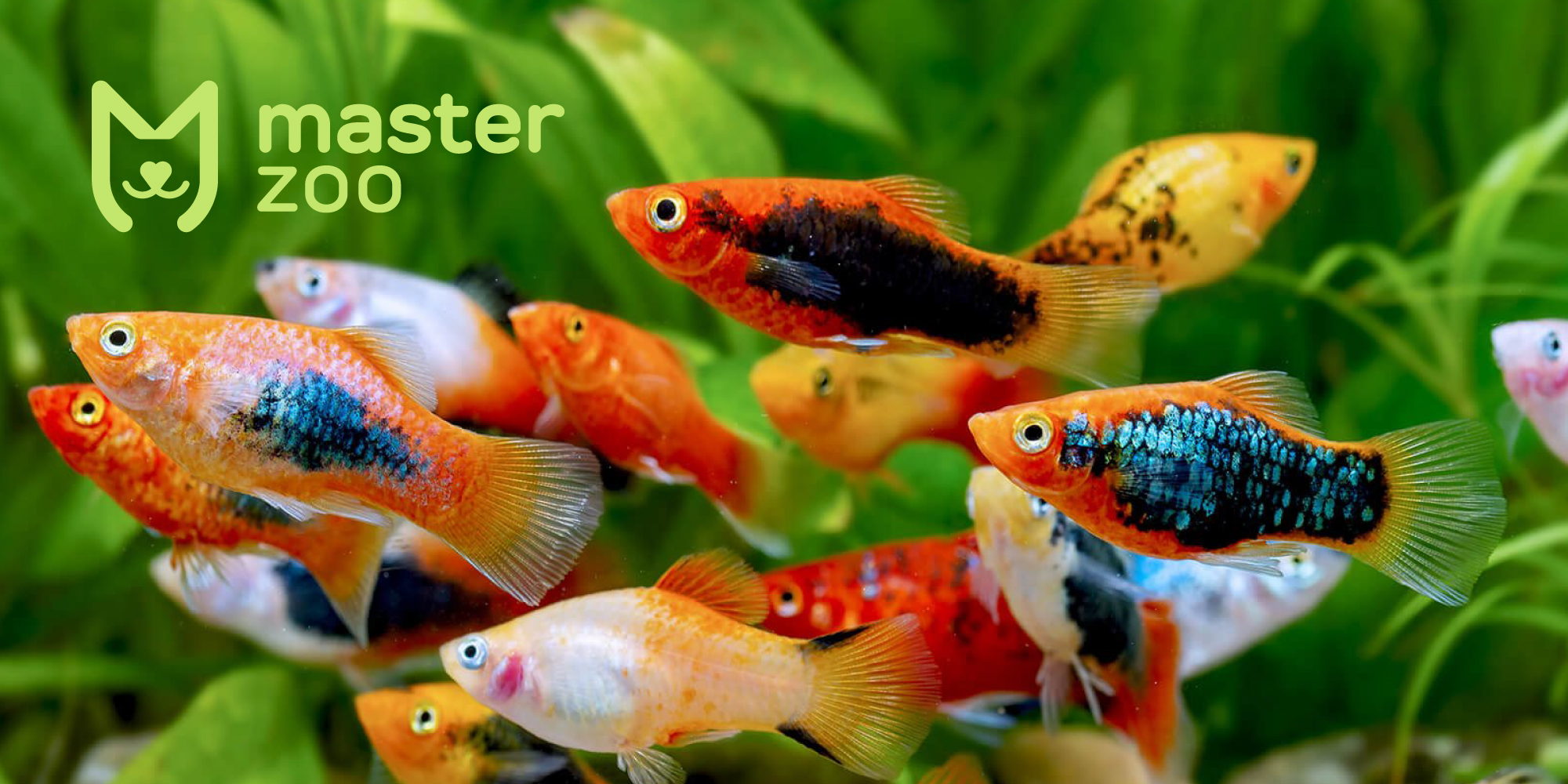 Рибки пецилії | Зоомагазин MasterZoo