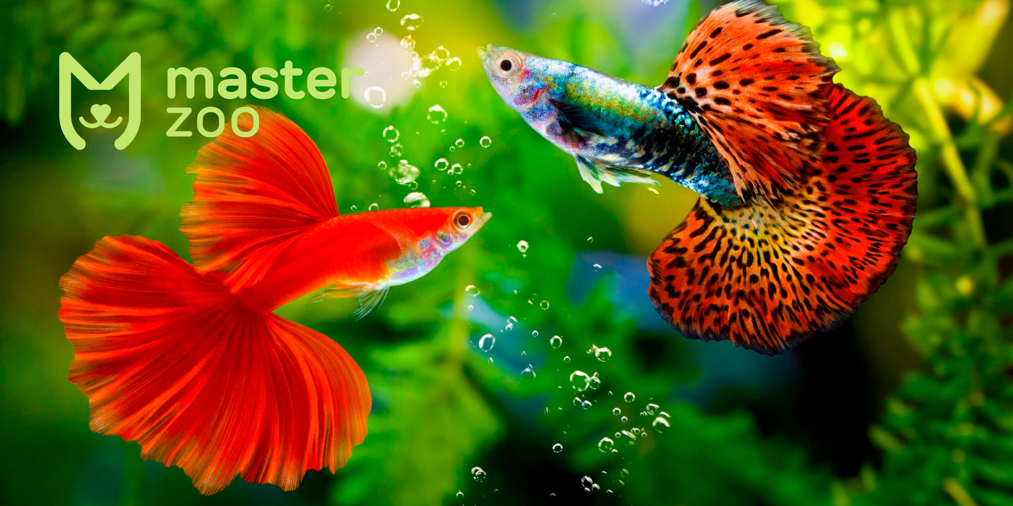Рибки для маленького акваріуму | Зоомагазин MasterZoo