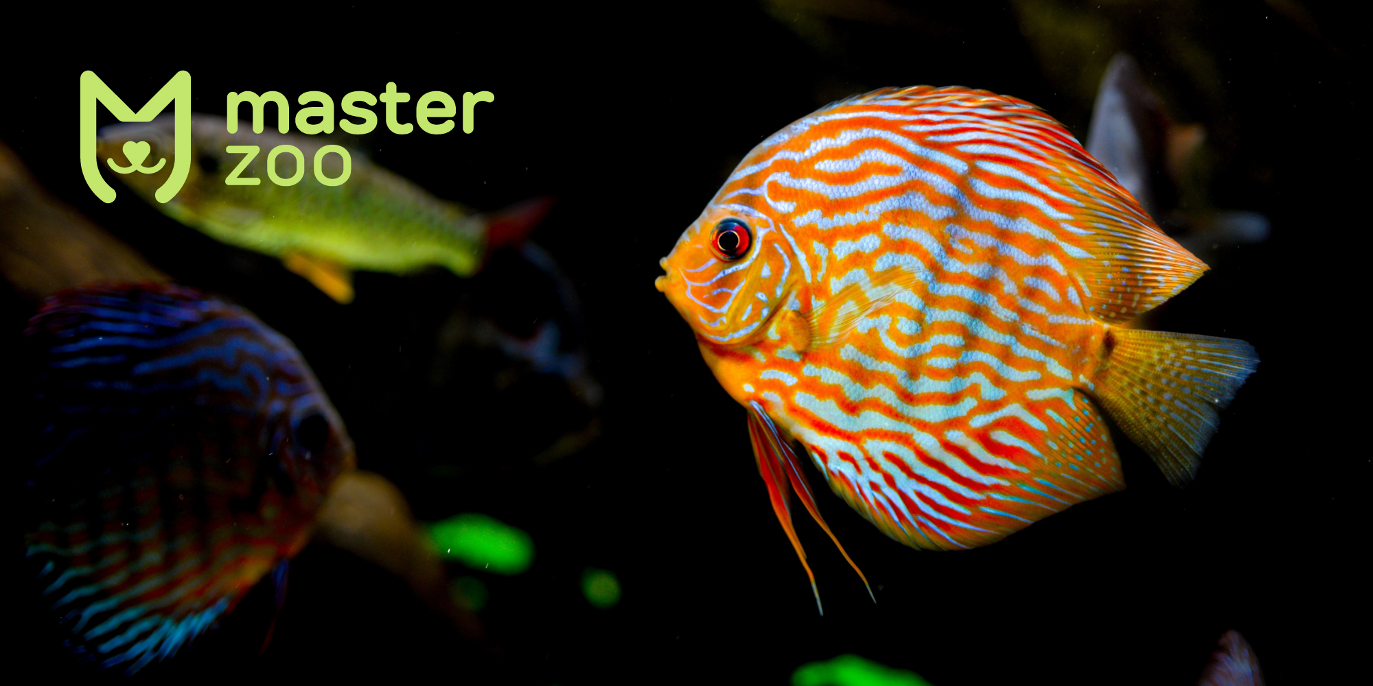Акваріумні рибки | Зоомагазин MasterZoo