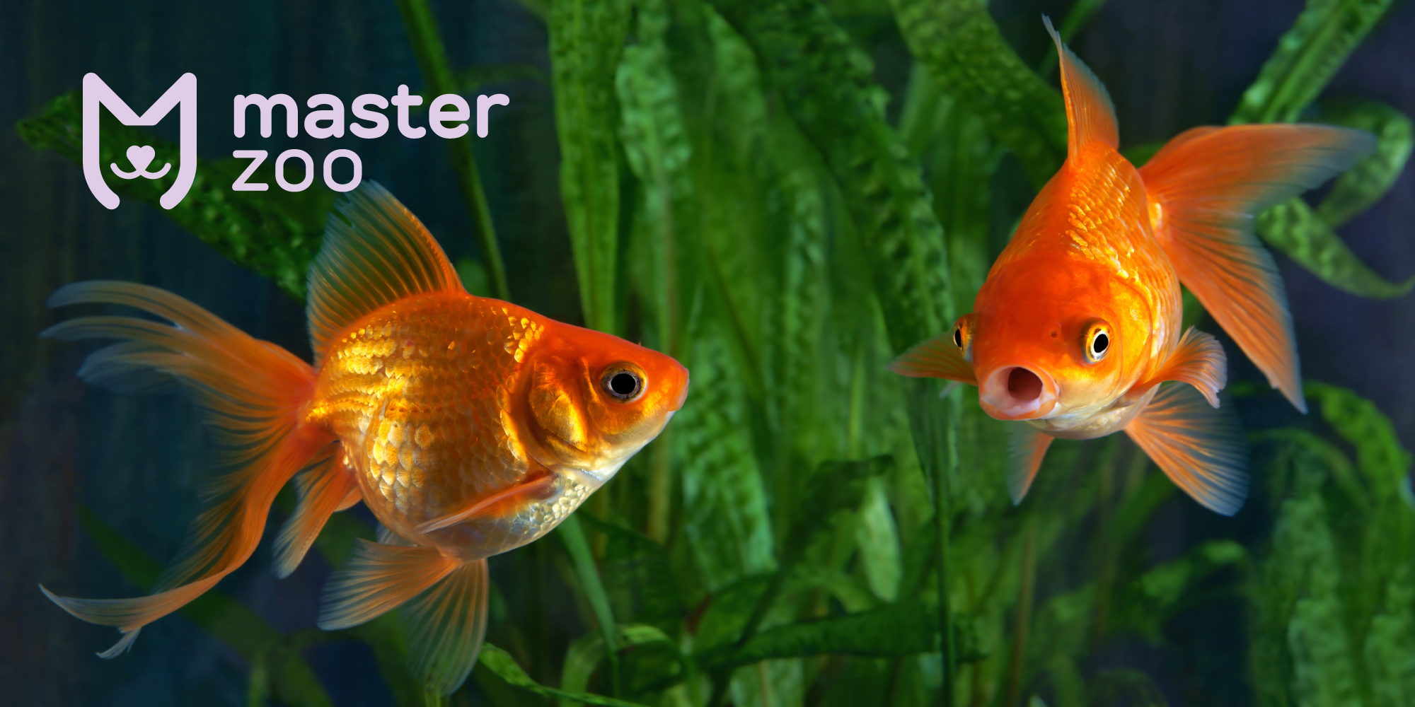 Як підібрати акваріумних риб | Зоомагазин MasterZoo