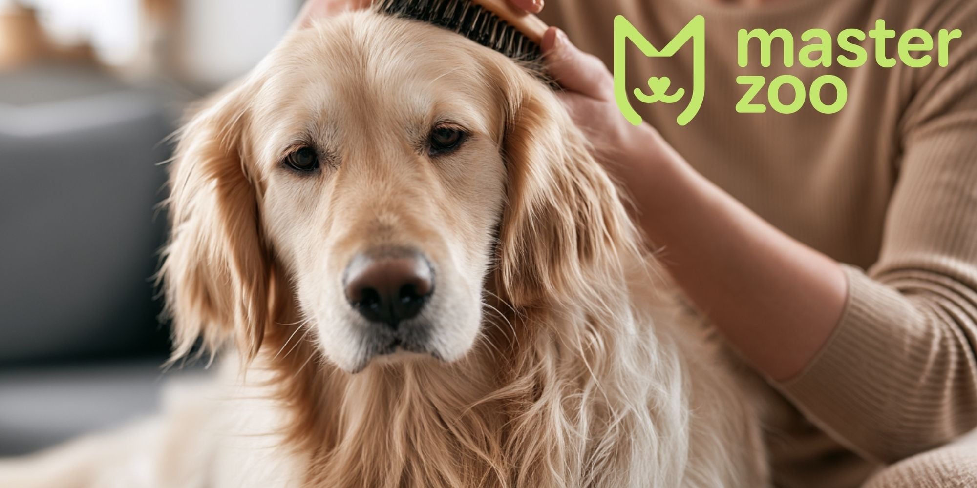 собака | MasterZoo