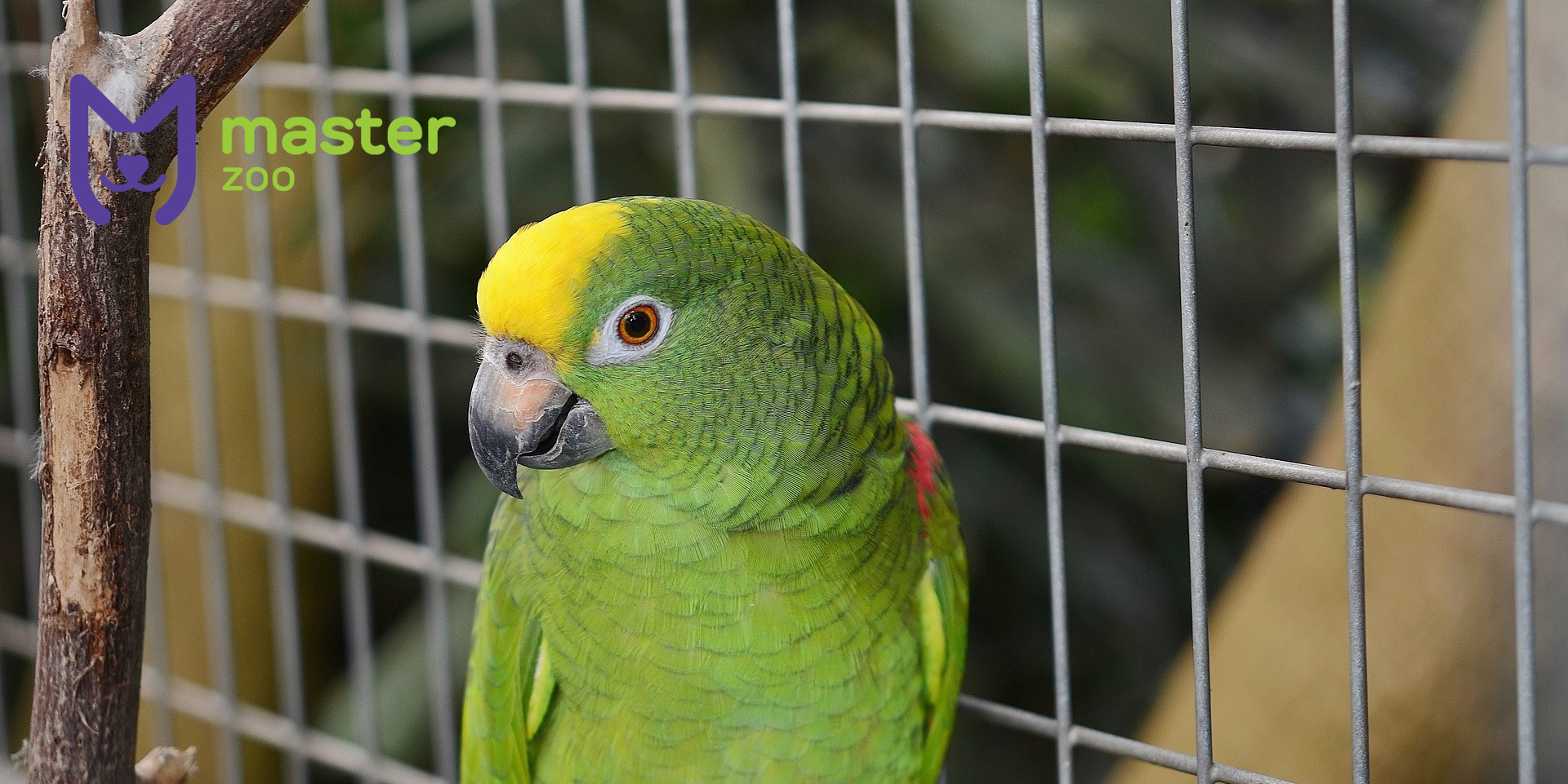 Як часто потрібно прибирати в клітці у папуги?