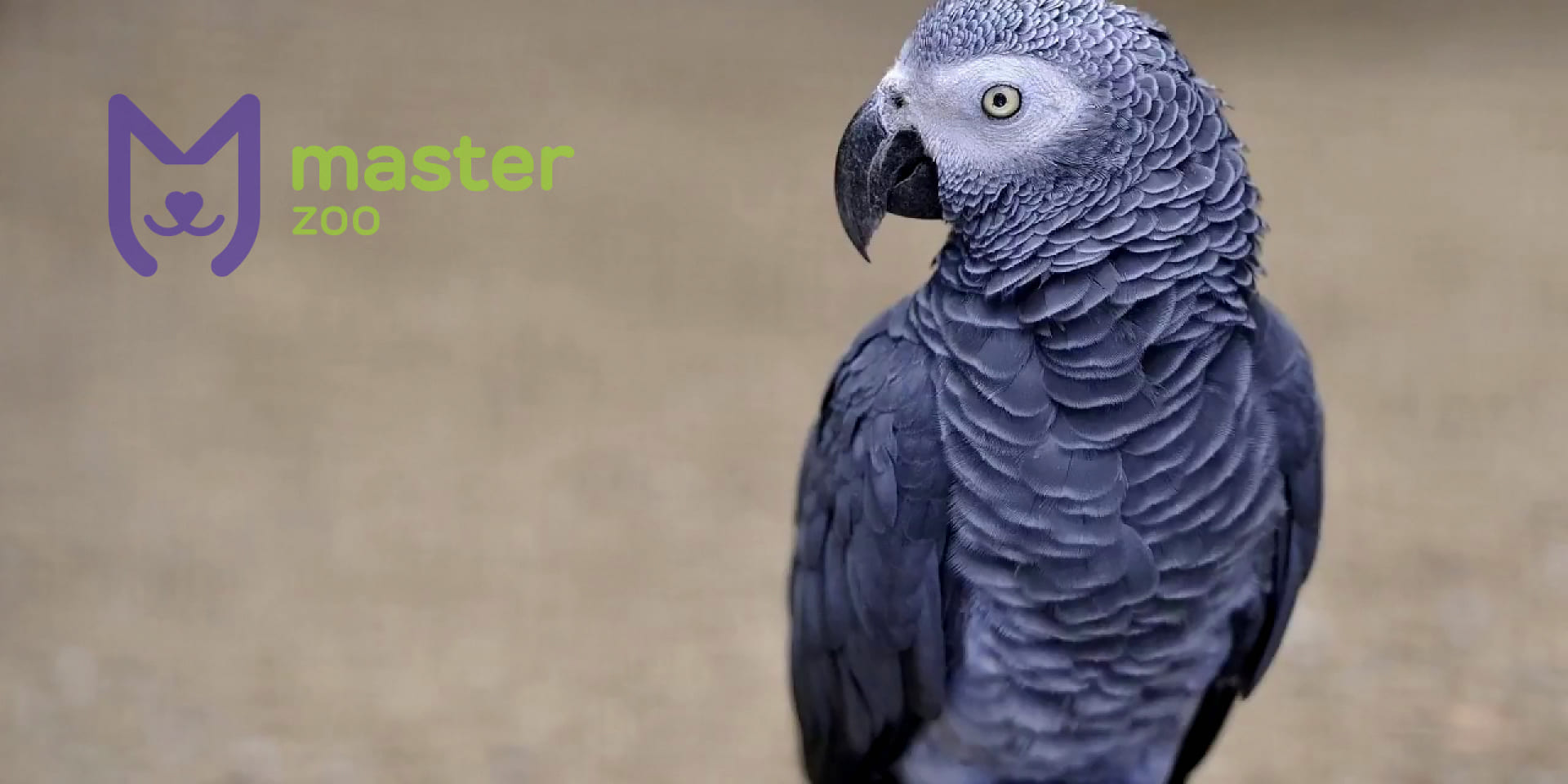 Африканский попугай дома | Зоомагазин MasterZoo