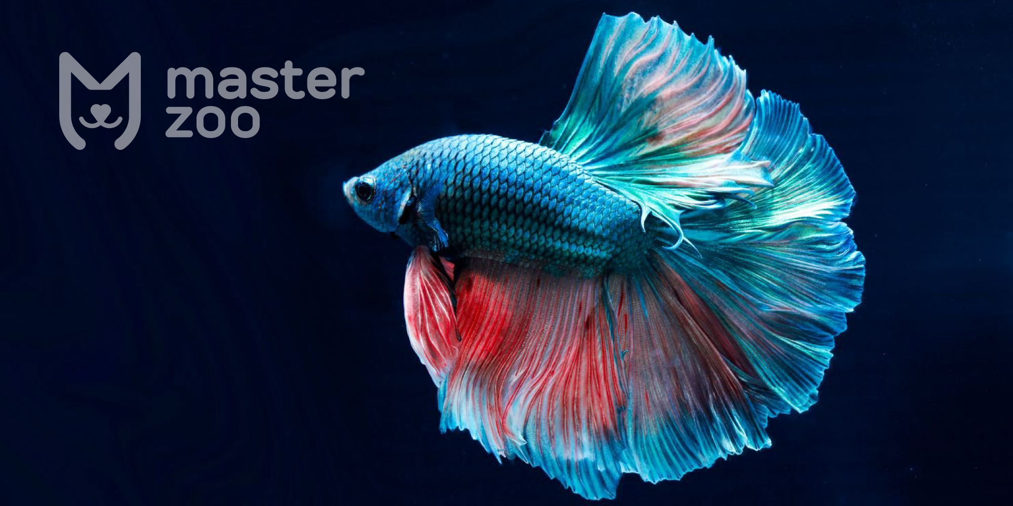 Рыбка-петушок – темперамент и красота
