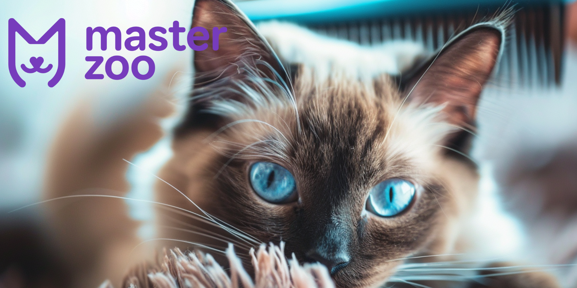 Догляд за сіамськой кішкой | Зоомагазин MasterZoo