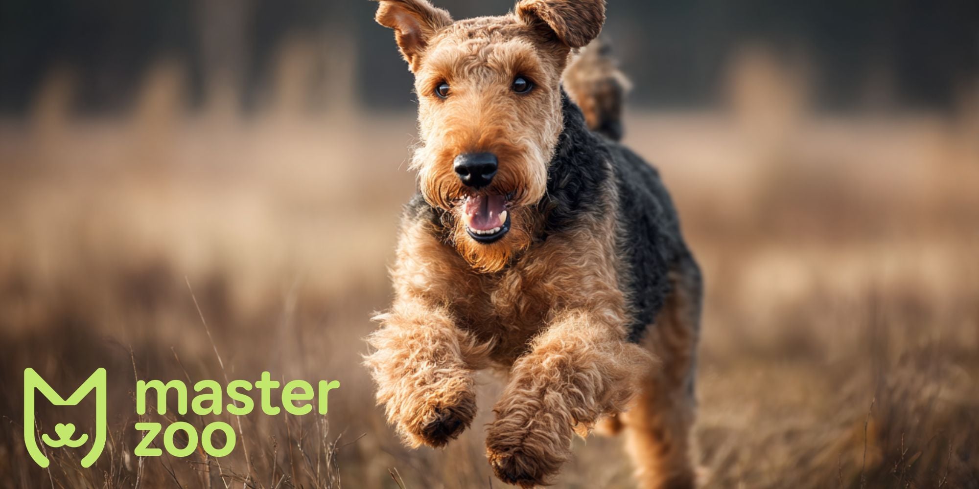 ердельтер'єр | MasterZoo