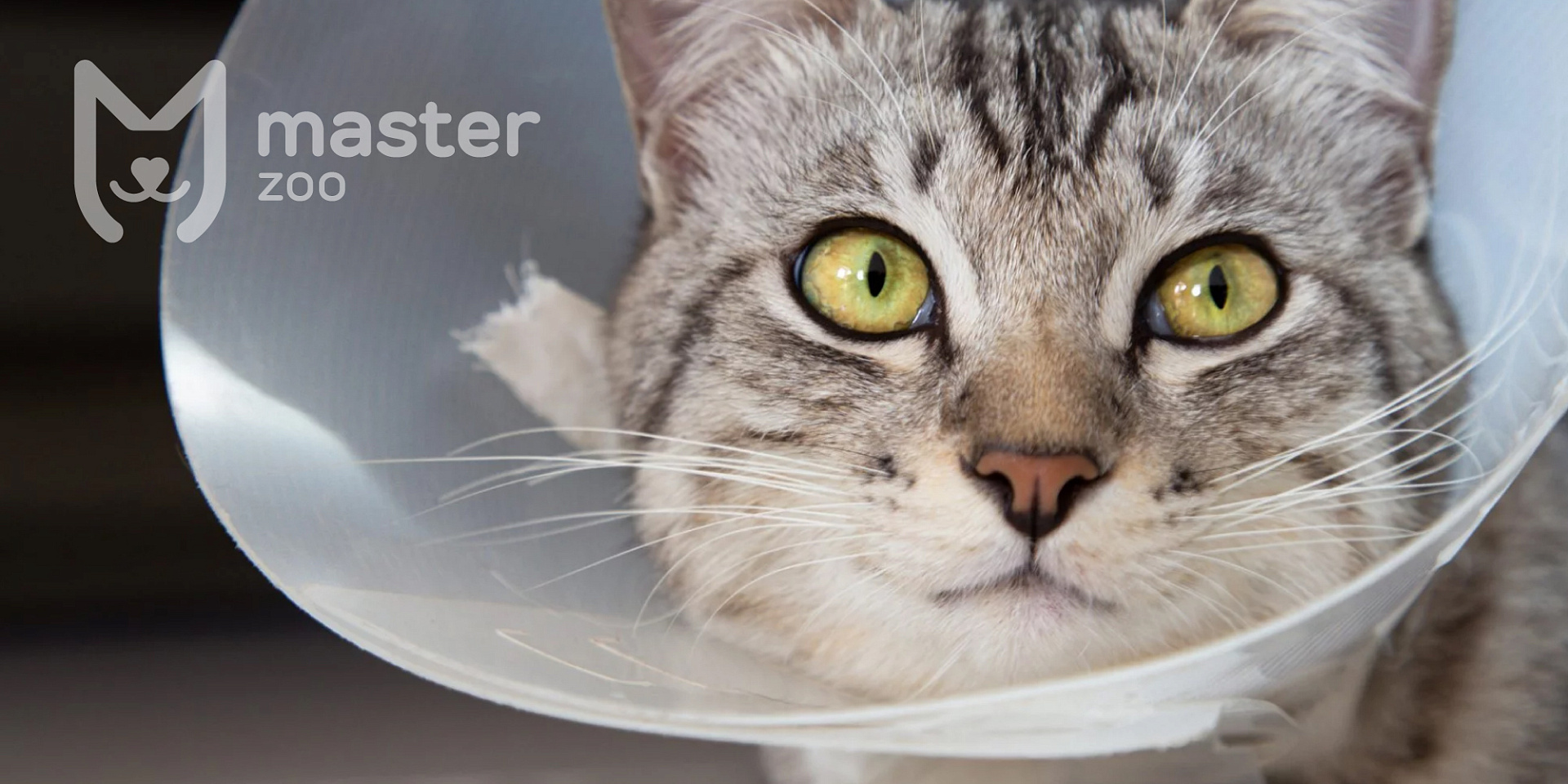 Почему стерилизация кошек во время течки может быть опасной для здоровья