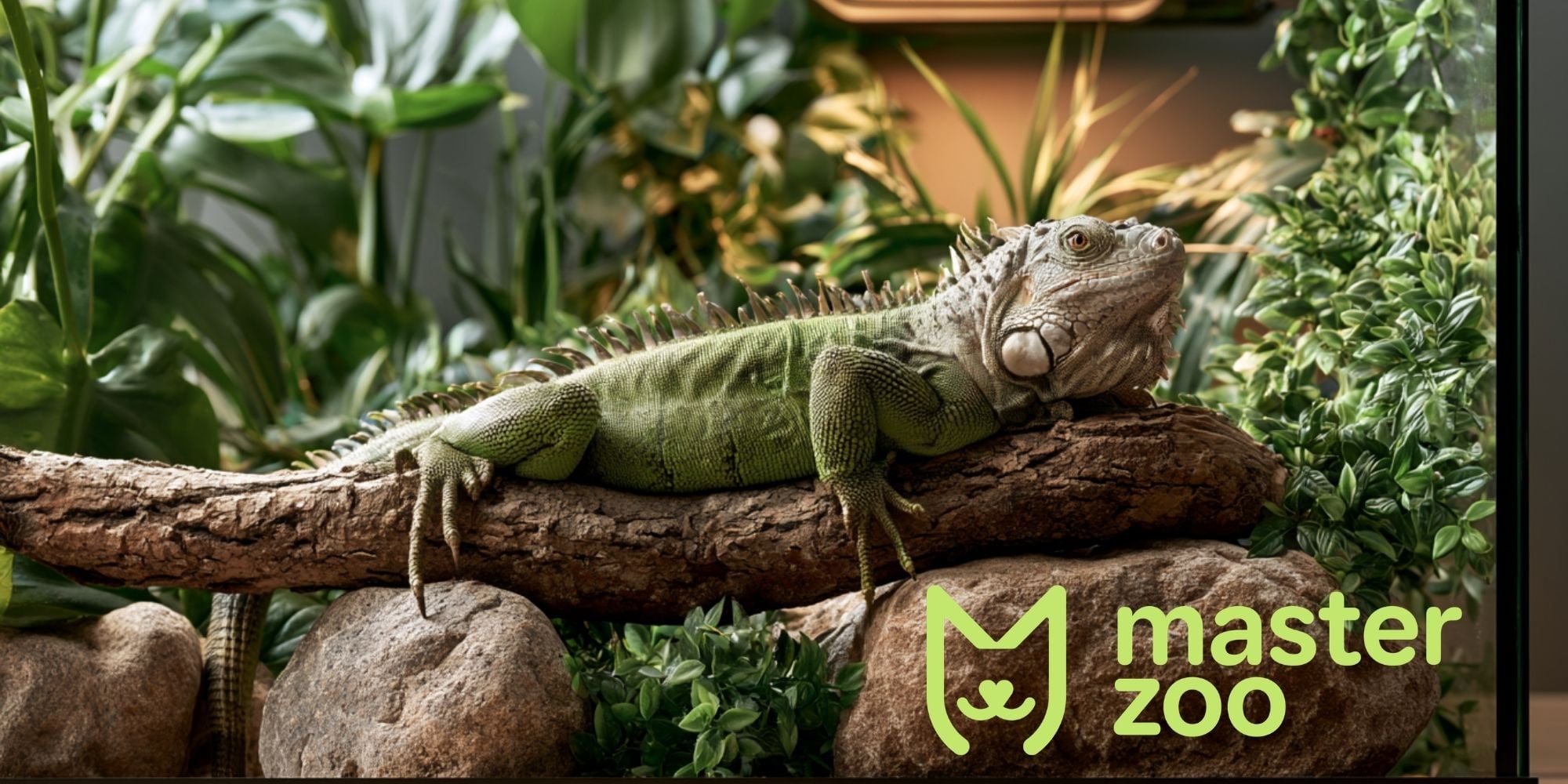 тераріум для ігуани | MasterZoo