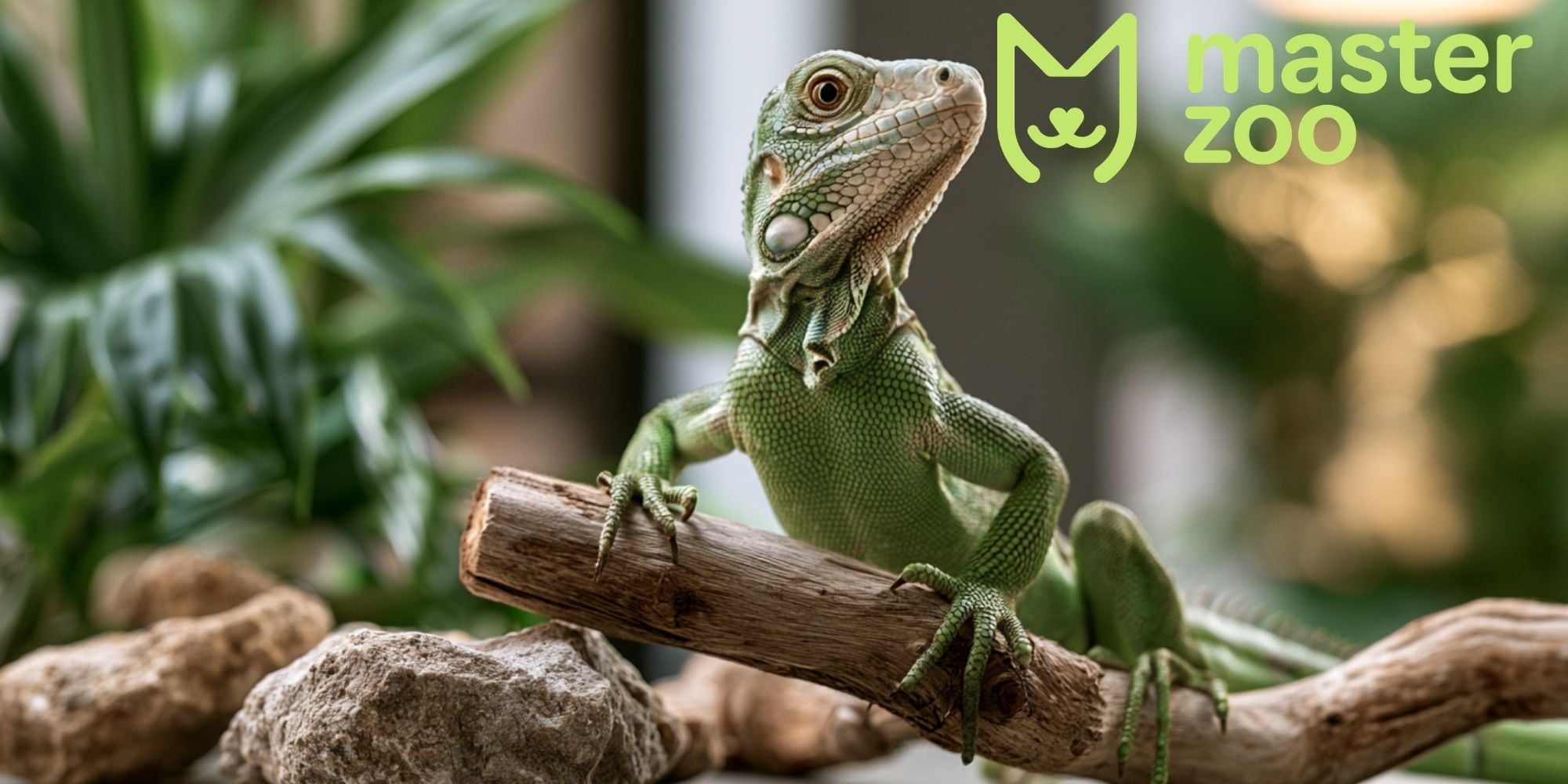 види ігуан | MasterZoo