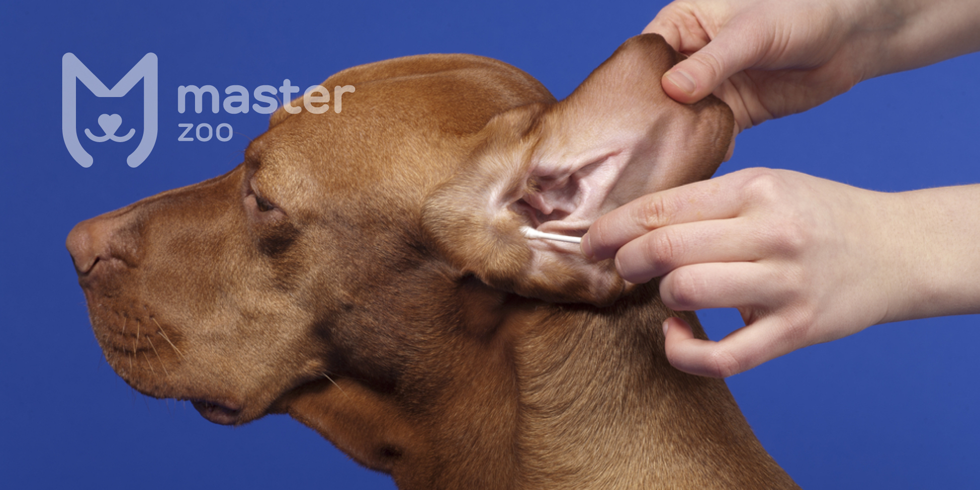 Ушной клещ у собаки | Зоомагазин MasterZoo