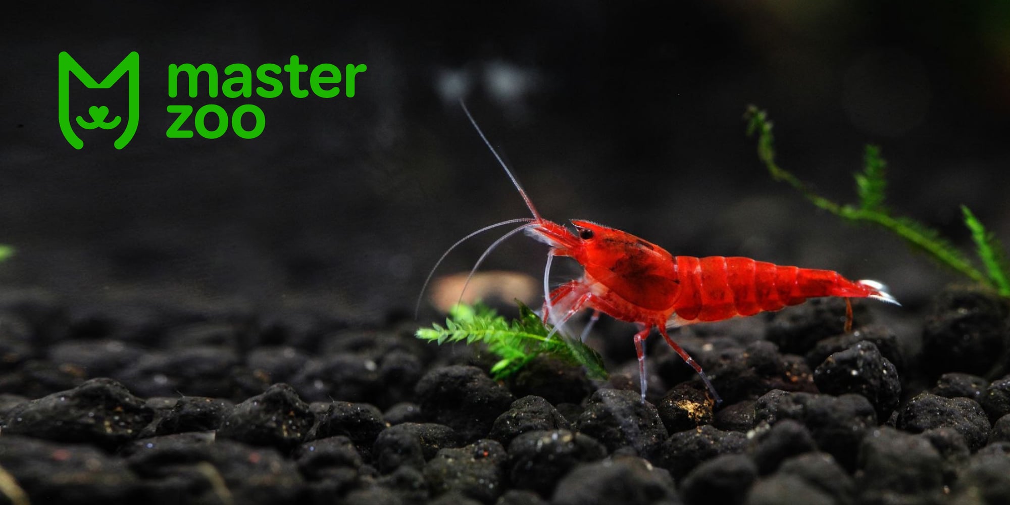 види акваріумних креветок |  MasterZoo
