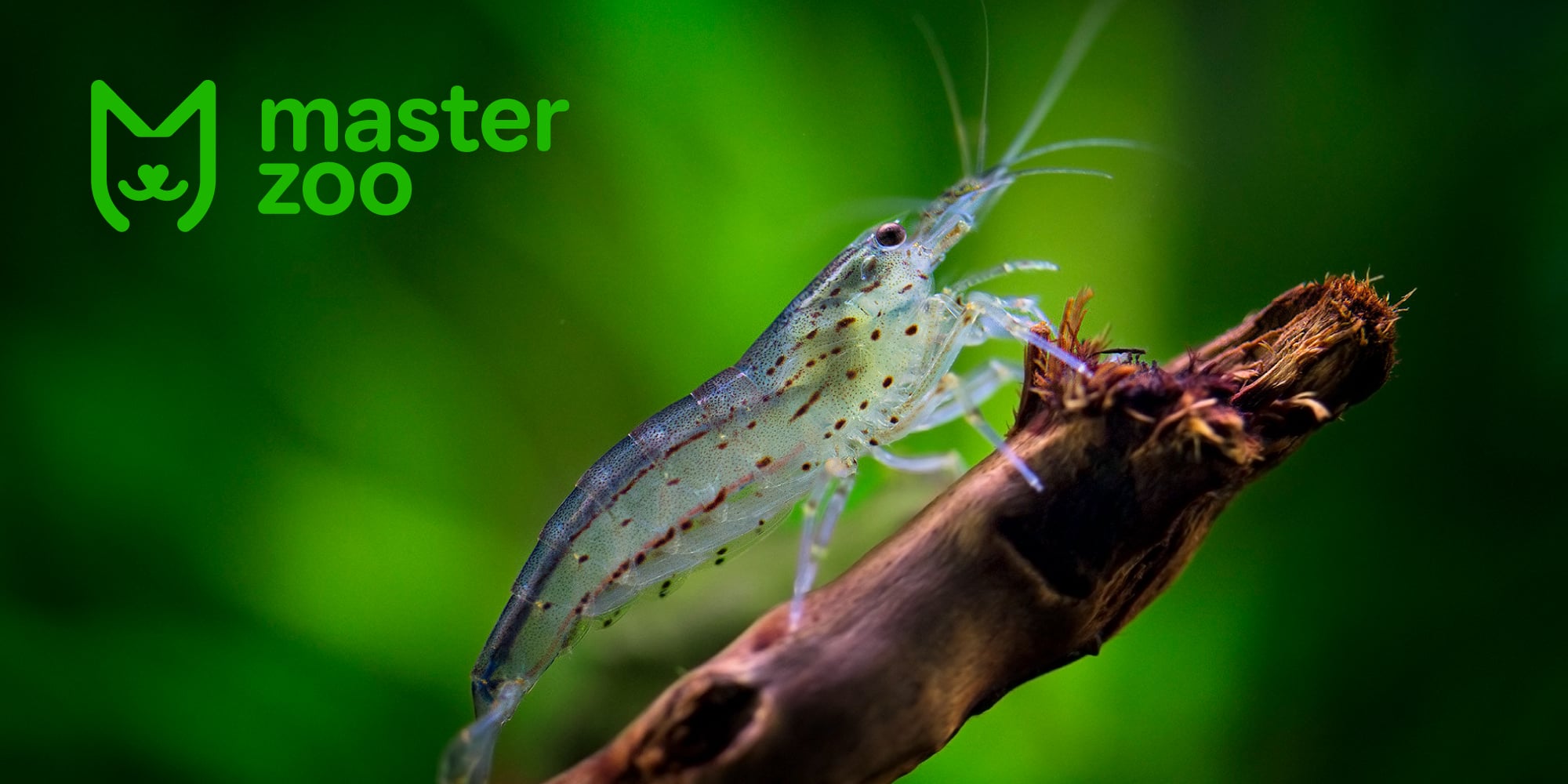 креветка амано |  MasterZoo