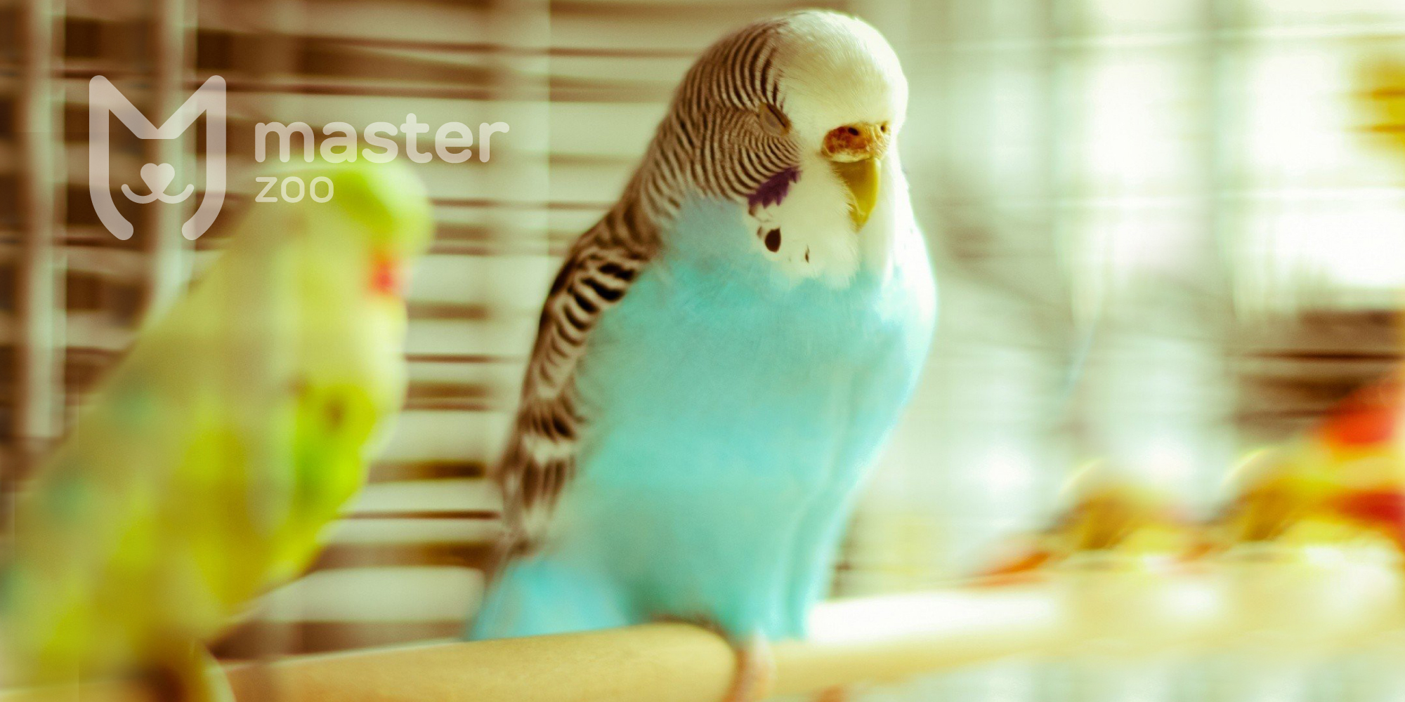 Волнистые попугаи | Зоомагазин MasterZoo