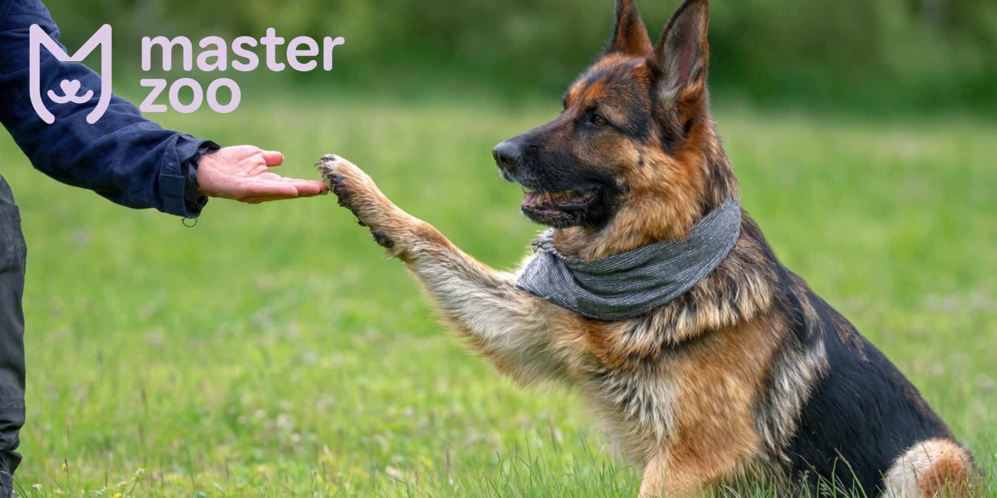 позитивное подкрепление собакам  | MasterZoo