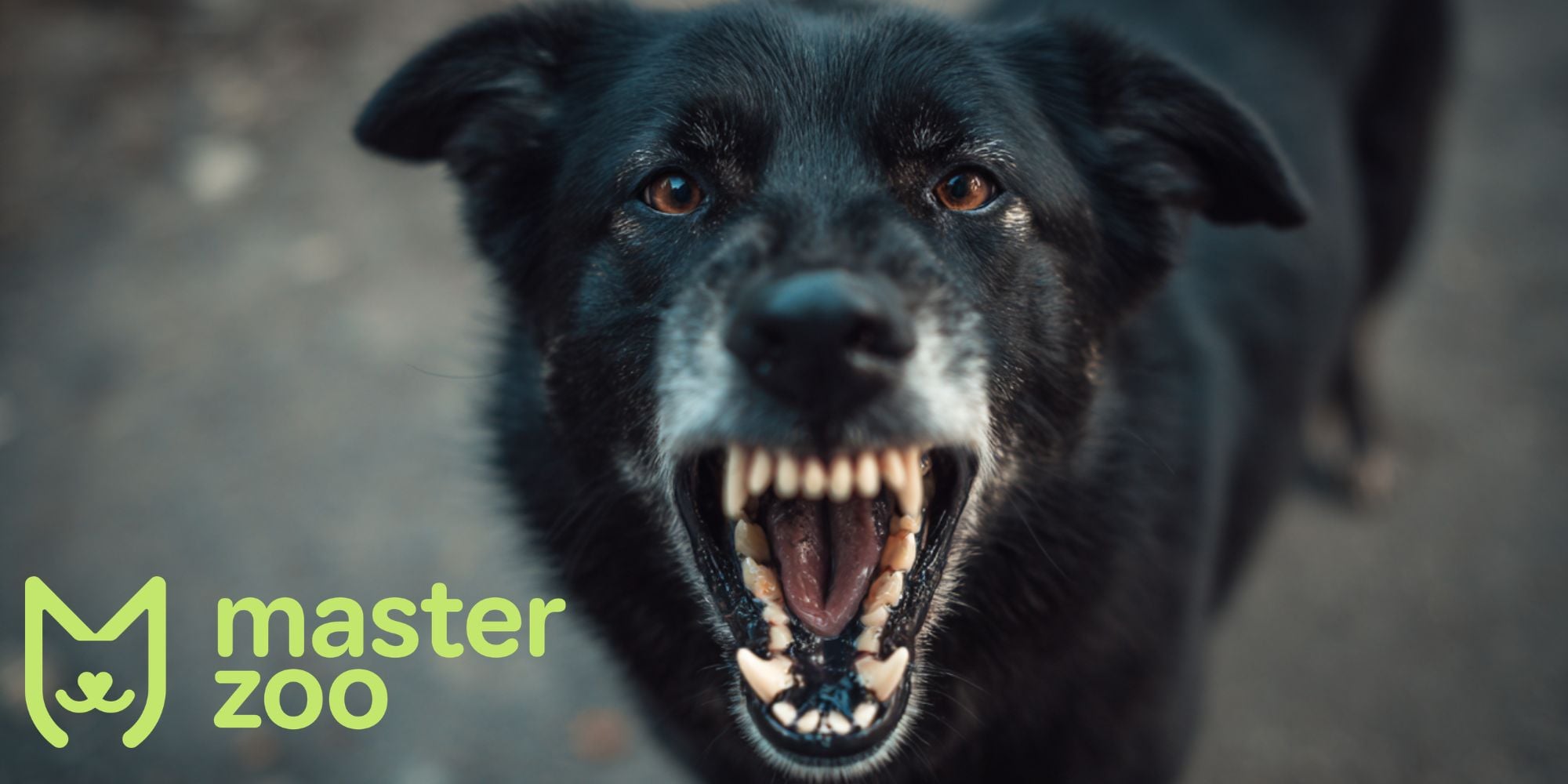 як відучити собаку кусатись | MasterZoo